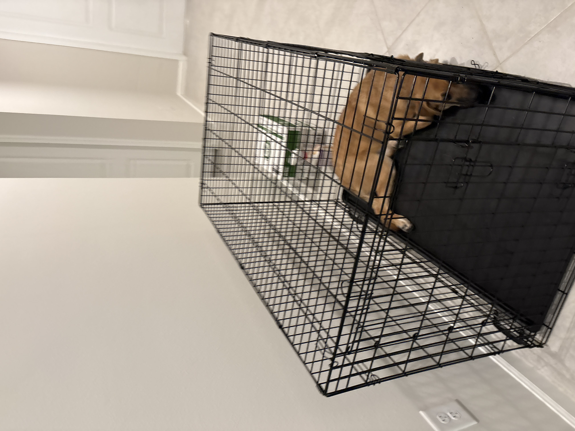 A tan dog is sleeping inside a black wire dog crate. The crate is on a tiled floor next to a wall with a white electrical outlet. In the background, there are two closed doors and a light-colored carpeted hallway. There are also some boxes inside the crate behind the dog. The location is Parrish, United States.