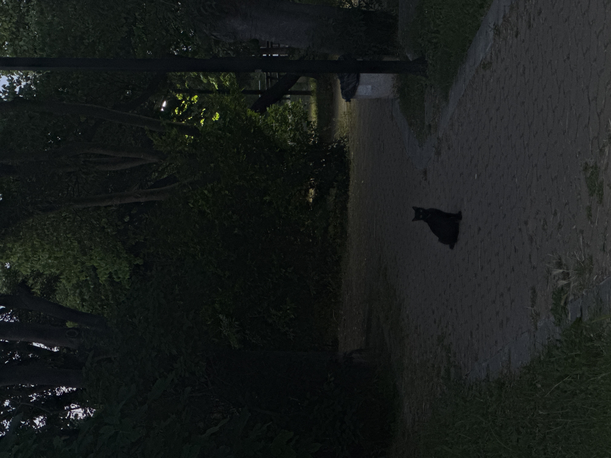 A black cat is sitting on a paved walkway in a park area at dusk. Trees and dense foliage surround the walkway. A lamppost is visible to the right of the frame, and a trash bin is partially visible behind it. The lighting suggests it is near evening. The specific location in Tsarevo, Bulgaria is not identifiable from the visual information alone.