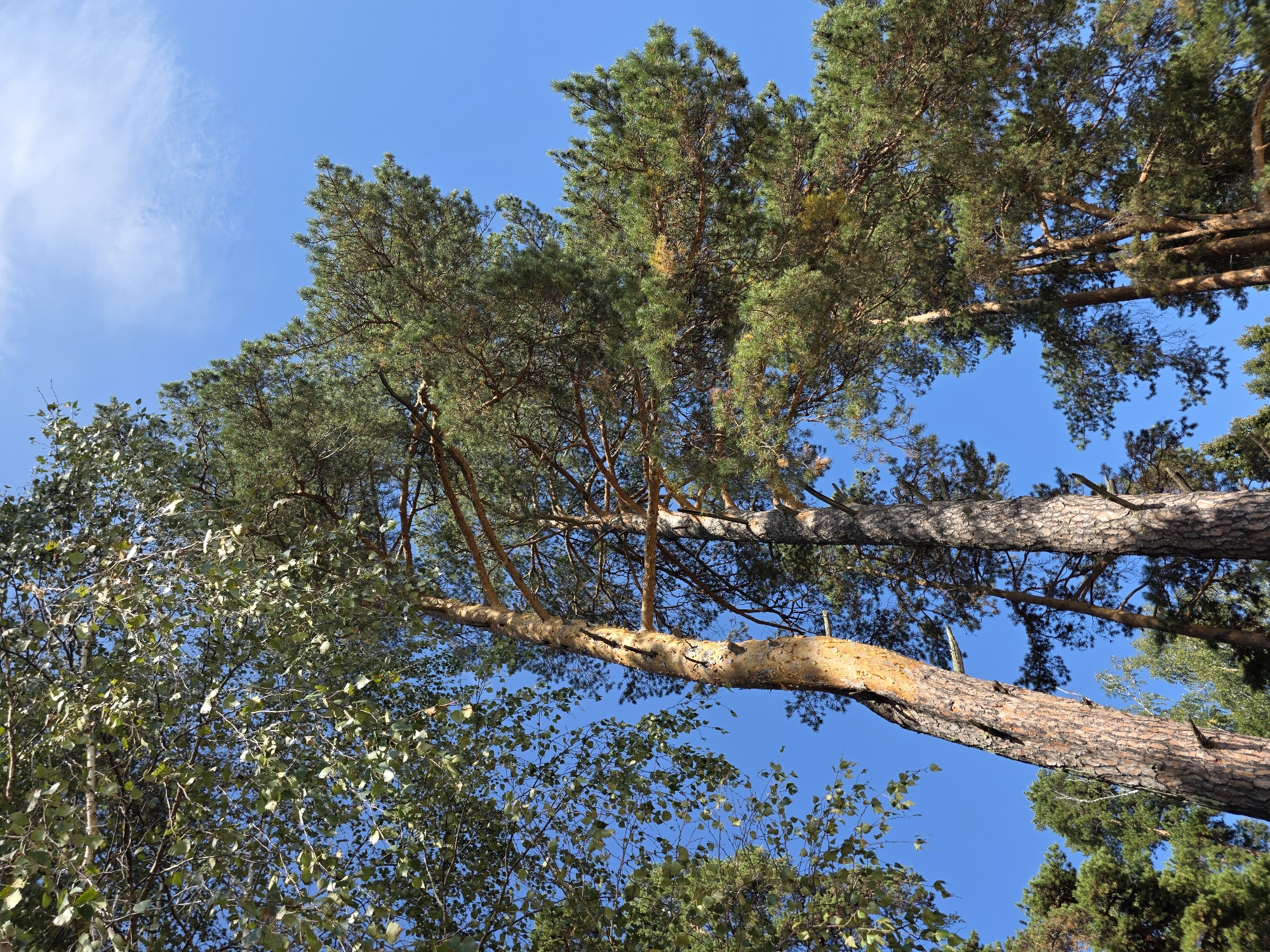 The image shows a low-angle view of tall trees against a bright blue sky with sparse clouds. The trees appear to be in a natural setting, possibly a park or forest, with sunlight filtering through their leaves and branches. The bark of one prominent tree is a reddish-brown and appears textured. The foliage of the trees is dense, with green needles from pine trees and lighter green leaves from deciduous trees. The scene is devoid of any people or man-made objects, suggesting a natural environment within or near the city of Chebarkul, Russia.