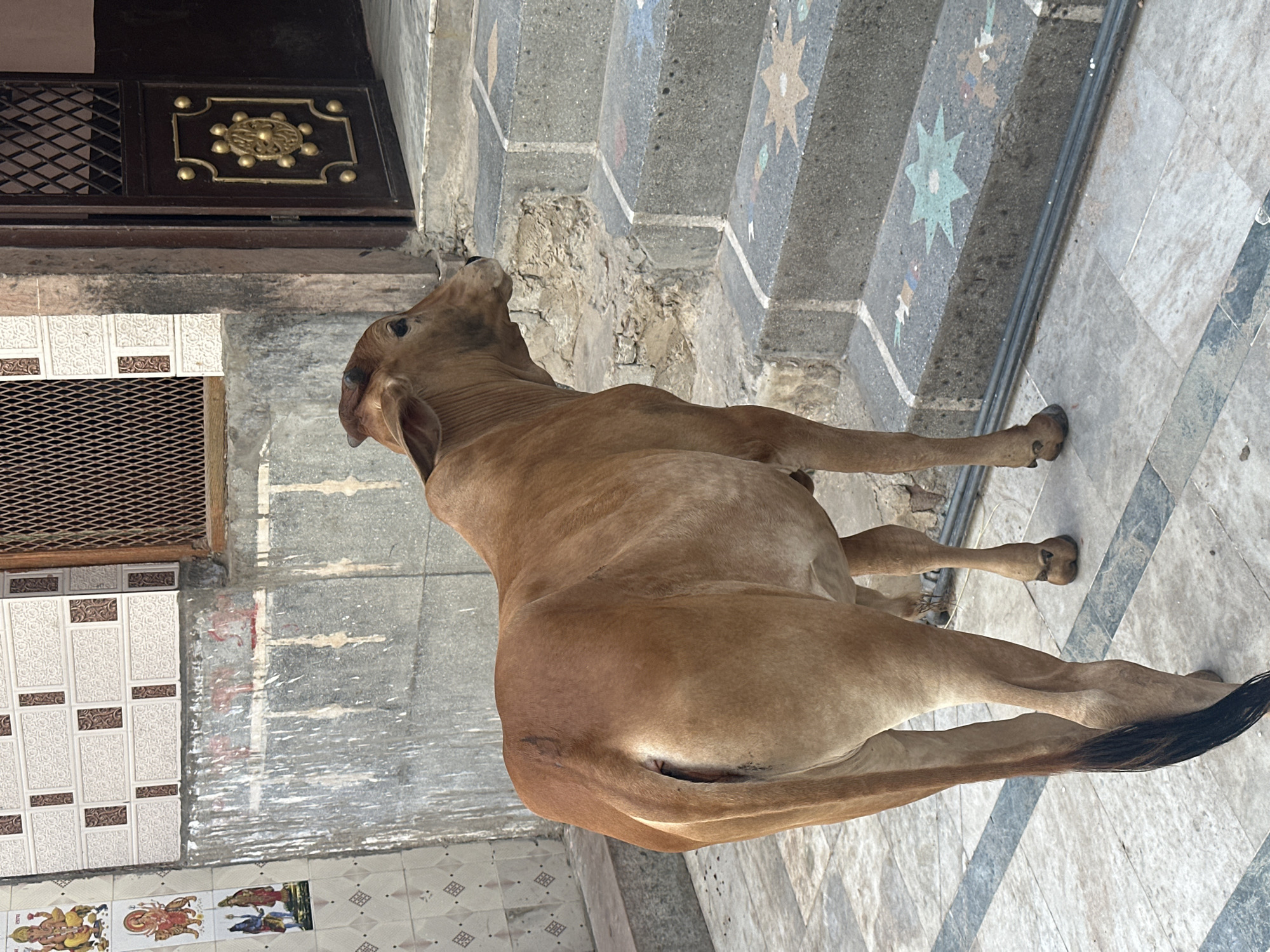 In Pushkar, India, a light brown cow stands on a patterned tiled floor, facing away from the camera and towards a set of stairs. The cow has a dark tail and appears to be a zebu breed with a hump. Behind the cow, a weathered stone wall is visible, adorned with religious tile art depicting Hindu deities. To the right of the wall, a dark wooden door with golden ornate detailing is slightly ajar, revealing a glimpse of the interior. The stairs are made of concrete with decorative mosaic patterns and are leading upwards. The overall scene suggests an outdoor setting in a residential or religious area of Pushkar.