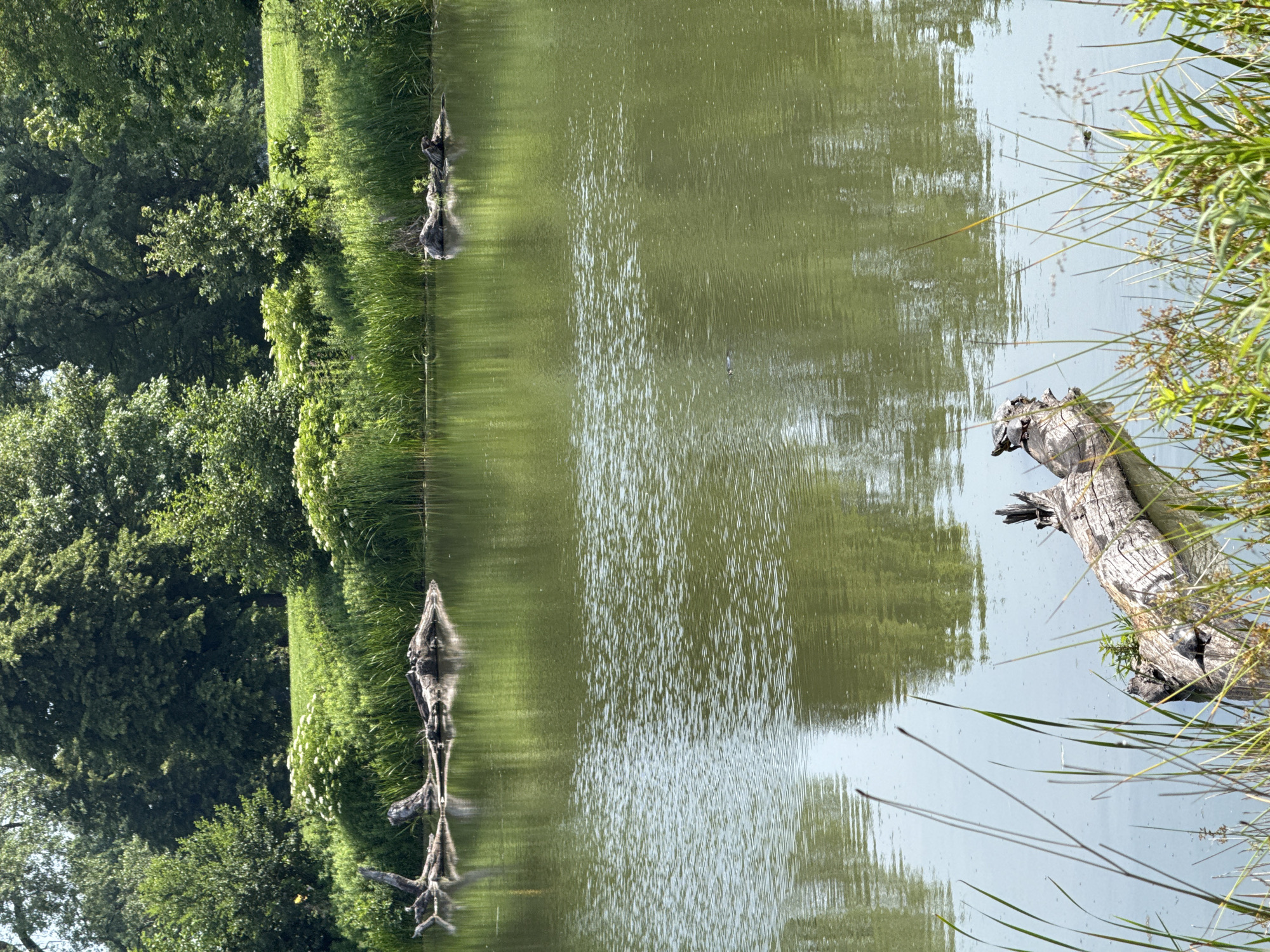 A serene pond scene unfolds in Chicago, Illinois, United States of America. The sunlit water reflects the surrounding lush greenery, featuring trees and reeds. Several fallen logs rest in the pond, with a few small turtles basking on one in the foreground. The environment appears calm and natural, suggesting a peaceful park or nature preserve setting within the city.