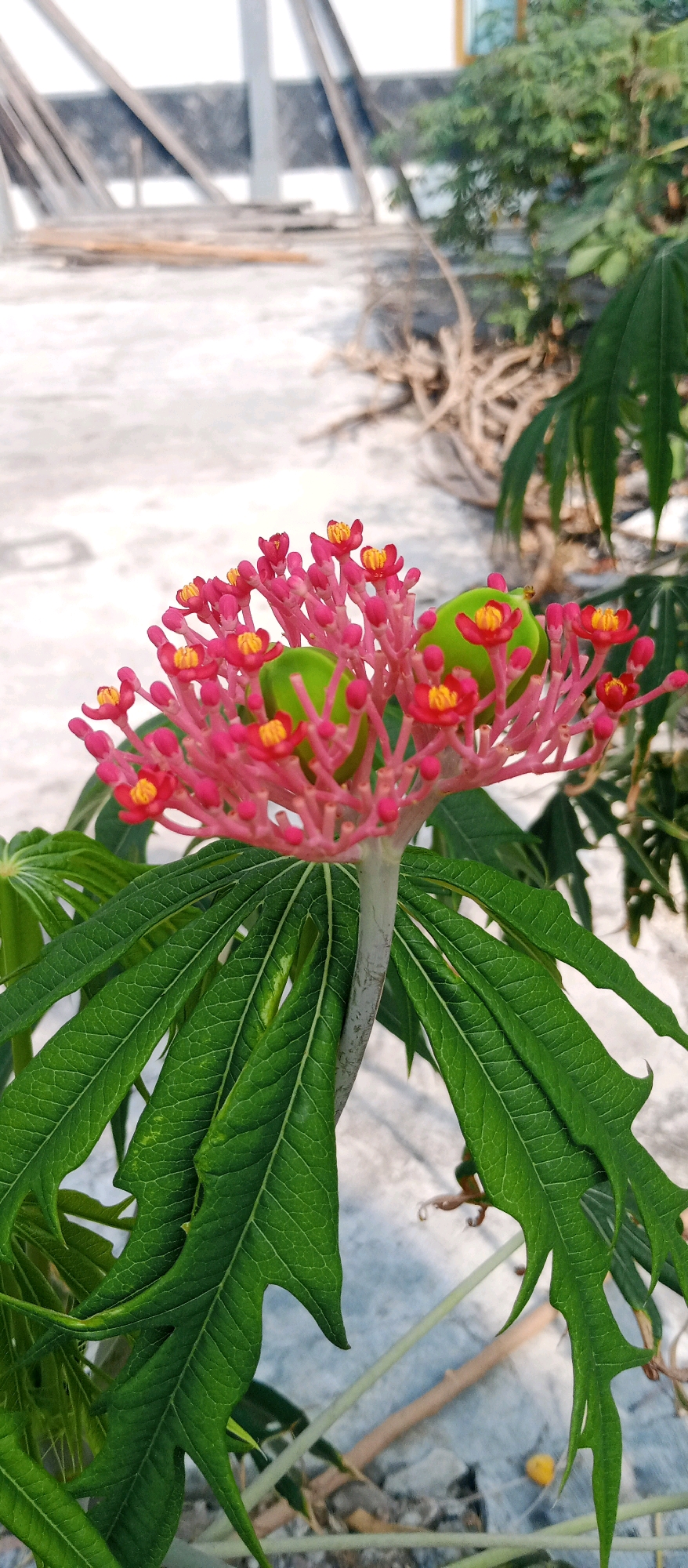 A close-up, vertical shot features a vibrant pink and red flower with small yellow centers, blooming prominently on a plant with large, serrated green leaves. Two bright green, spherical fruits are nestled within the flower cluster. The plant is set against a muted background of a concrete surface, likely a rooftop or paved area, with some dry branches and debris scattered around. In the distance, blurred structural elements and vegetation suggest an outdoor urban environment. The image appears to have been taken during daylight hours, with soft lighting.