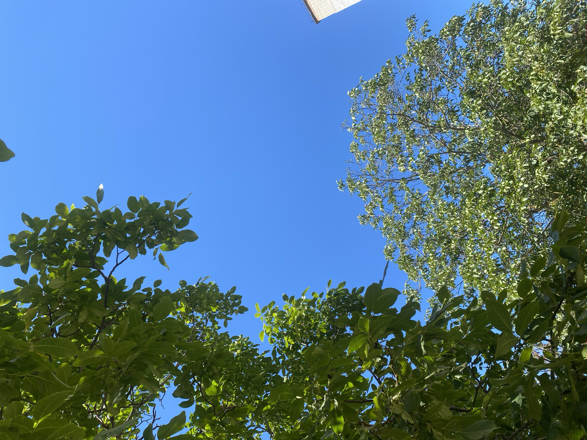 In Chornomorsk, Ukraine, this image captures a clear, bright blue sky on what appears to be a sunny day. Lush green foliage from trees occupies the left and lower portions of the frame, with branches reaching upwards. In the far right background, the top corner of a building is visible, suggesting an urban or suburban setting. The perspective is looking upwards, emphasizing the sky and the natural elements of the trees.