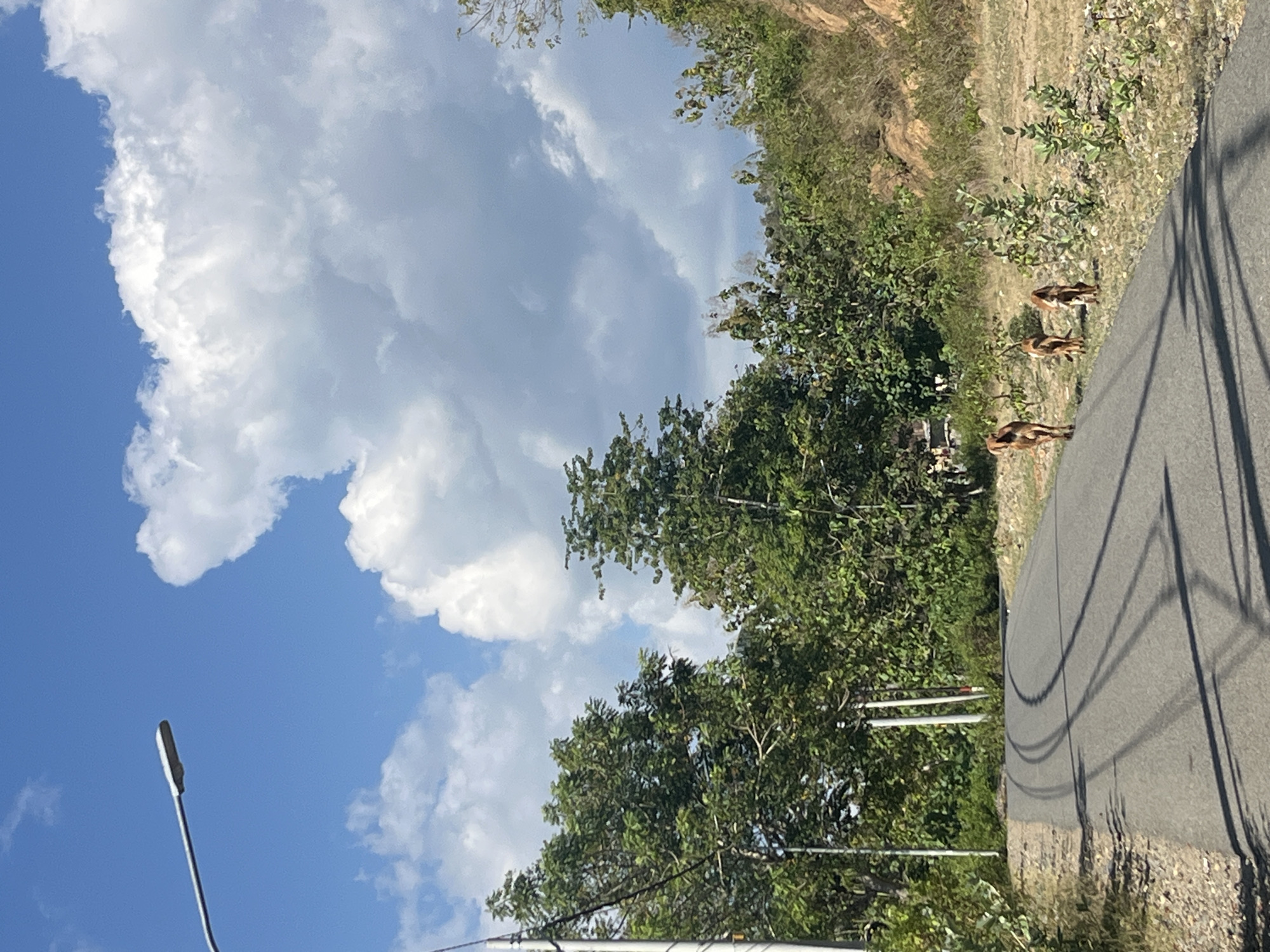 The image depicts a paved road curving through a rural landscape in Taliwang, Indonesia. Three goats are walking away from the camera on the right side of the road. The road shows tire marks from previous vehicle activity. Lush green trees and vegetation line the sides of the road, with a rocky hillside visible in the background. The sky is a bright blue with large, white cumulus clouds. A street lamp is visible on the left side of the image. The overall scene suggests a sunny day in a natural setting outside of the main city area.