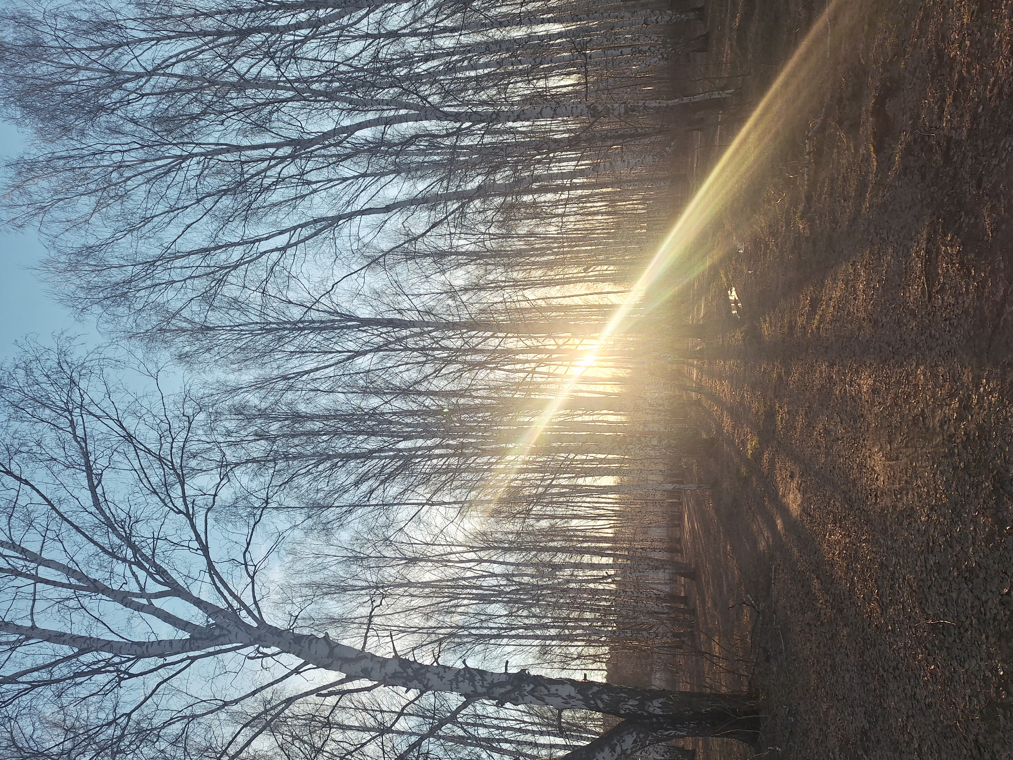 The image captures a tranquil scene within a forest or park, likely a birch grove, in Chaikovsky, Russia. Numerous tall, slender deciduous trees, bare of leaves, line both sides of what appears to be a path or clearing. A prominent birch tree with its characteristic white and black bark is visible in the foreground on the left.
A brilliant sun, situated in the upper right of the frame, casts a strong lens flare and a diagonal beam of golden light across the scene. This low sun angle creates long, dramatic shadows from the trees that stretch across the ground, extending from the left towards the right. The forest floor is densely covered with a carpet of dried, fallen leaves. Above the intricate network of bare branches, a clear, pale blue sky is visible.
The strong golden light and elongated shadows indicate the photograph was taken during either sunrise or sunset, known as the "golden hour." The scene exudes a peaceful and serene atmosphere, devoid of any visible human activity or text. The bare trees suggest it is either late autumn, winter, or early spring.