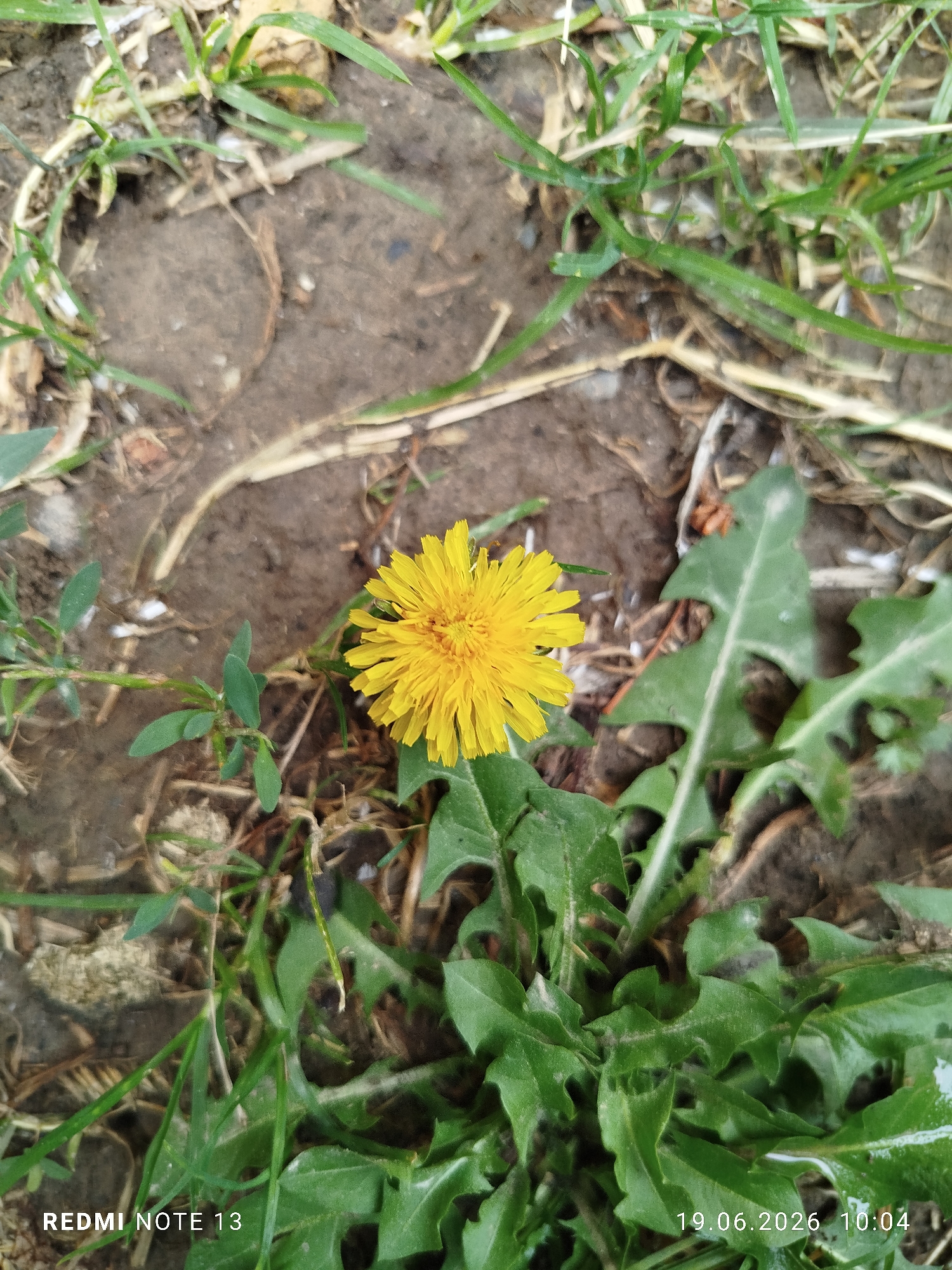 A close-up, top-down view of a single yellow dandelion flower is centered in the frame, surrounded by green grass and brown soil. The dandelion's petals are tightly packed and form a fluffy, circular bloom. The surrounding vegetation includes jagged, serrated dandelion leaves and slender blades of grass. The soil appears dry and somewhat disturbed. A watermark in the bottom left corner reads "REDMI NOTE 13" and in the bottom right corner, "19.06.2026 10:04". The scene depicts a natural outdoor setting, likely a grassy area or roadside in the vicinity of Асан-Чек, Kyrgyzstan. There are no people or animals visible.