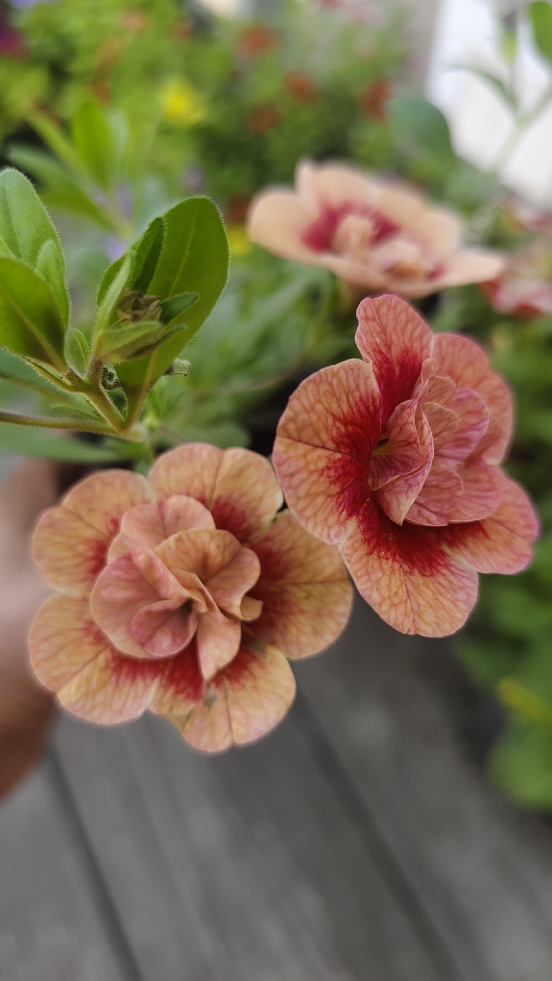 A close-up, eye-level shot shows two blooming flowers with peach-colored petals tinged with red, set against a blurred background of green foliage and other similar flowers. The flowers are intricately layered, resembling miniature roses. The background includes out-of-focus greenery and hints of other floral arrangements. The location is indiscernible from the given image. There are no people visible in the scene. The primary subjects are the flowers, positioned in sharp focus. The environment includes garden foliage and possibly a wooden surface beneath the flowers, which could be a table or fence. There are no discernible actions or interactions in the frame.