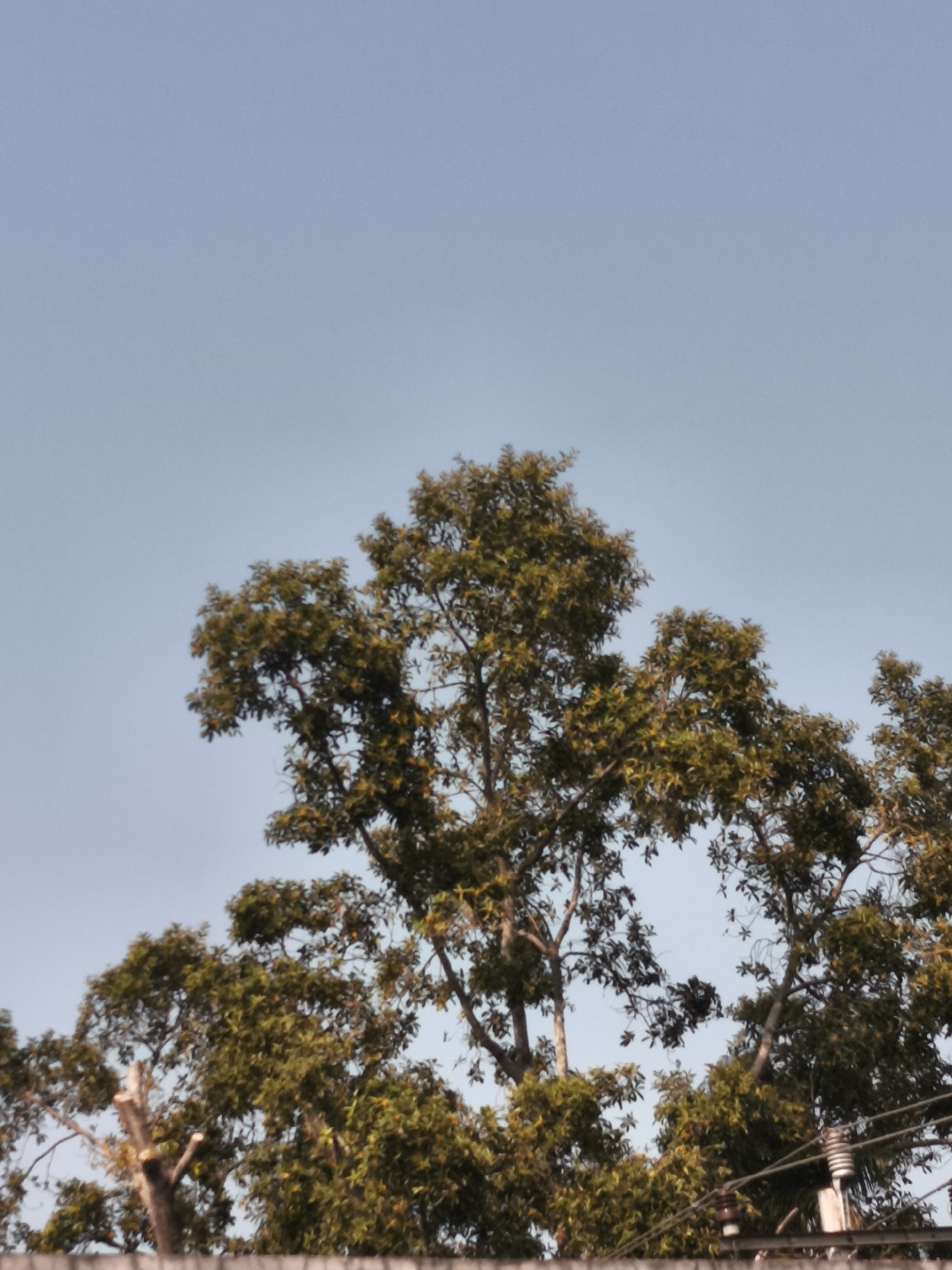 A low-angle medium shot captures the upper canopy of several large, leafy trees against a clear, pale blue sky. The foliage is dense and predominantly a rich green, with some areas appearing yellowish, suggesting sunlight filtering through or autumn colors. The branches of the trees are visible, some thick and woody, others thinner and more delicate. In the bottom right of the frame, a power line structure with insulators and wires is visible, partially obscured by the tree branches. The scene is static and appears to be an outdoor environment, likely a park or residential area, given the presence of trees and utility infrastructure. The image does not contain any people or discernible human activity. The lighting suggests it is daytime, with soft, diffused light creating subtle shadows within the foliage. The background is a seamless expanse of sky, devoid of clouds or other atmospheric phenomena. The overall impression is one of natural growth contrasted with man-made infrastructure. The image is not identifiable as being taken in Yogyakarta, Indonesia.