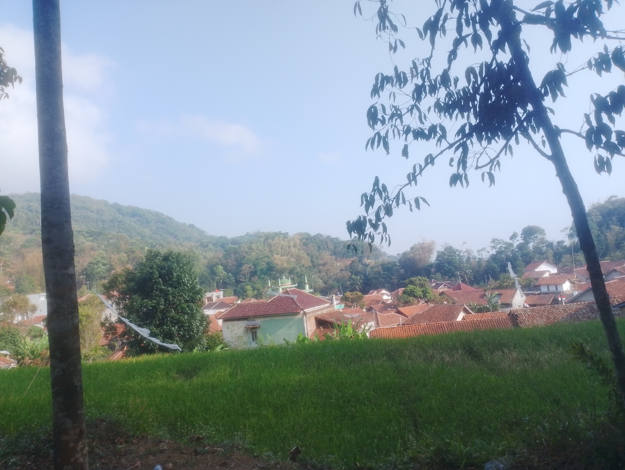 A serene, natural landscape is captured in the image, likely in the city of Sukadana, Indonesia. In the foreground, a tall, dark tree trunk stands on the left, partially obscuring the view. A vibrant green field of crops, possibly rice paddies, dominates the mid-ground, stretching across the frame. Beyond the field, a cluster of houses with distinctive reddish-brown tiled roofs is nestled among lush greenery. One house, painted a light green, is particularly noticeable. A green-domed building, possibly a mosque, stands out amongst the rooftops. The background features rolling hills covered in dense vegetation, bathed in the soft light of a clear, pale blue sky. The scene suggests a tranquil, rural setting with elements of traditional Indonesian architecture.