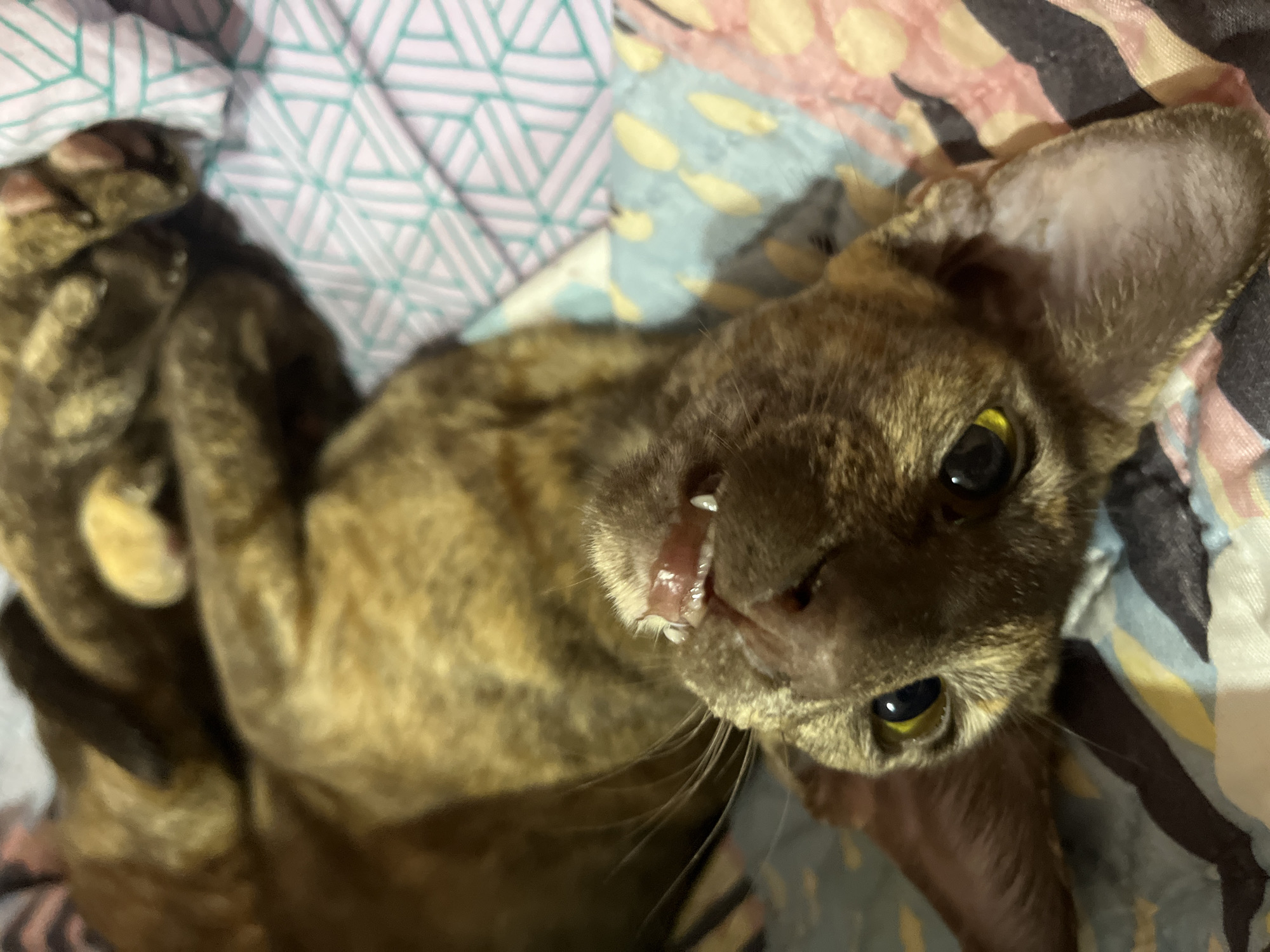 A brindle cat lies on its back on a patterned blanket. The cat's head is tilted towards the camera, with its mouth slightly open, revealing its teeth. Its eyes are yellow-green. The cat's paws are curled near its head. The background consists of a blanket with a pattern of geometric shapes and stripes. There is no evidence to indicate the location of Chaikovsky, Russia.