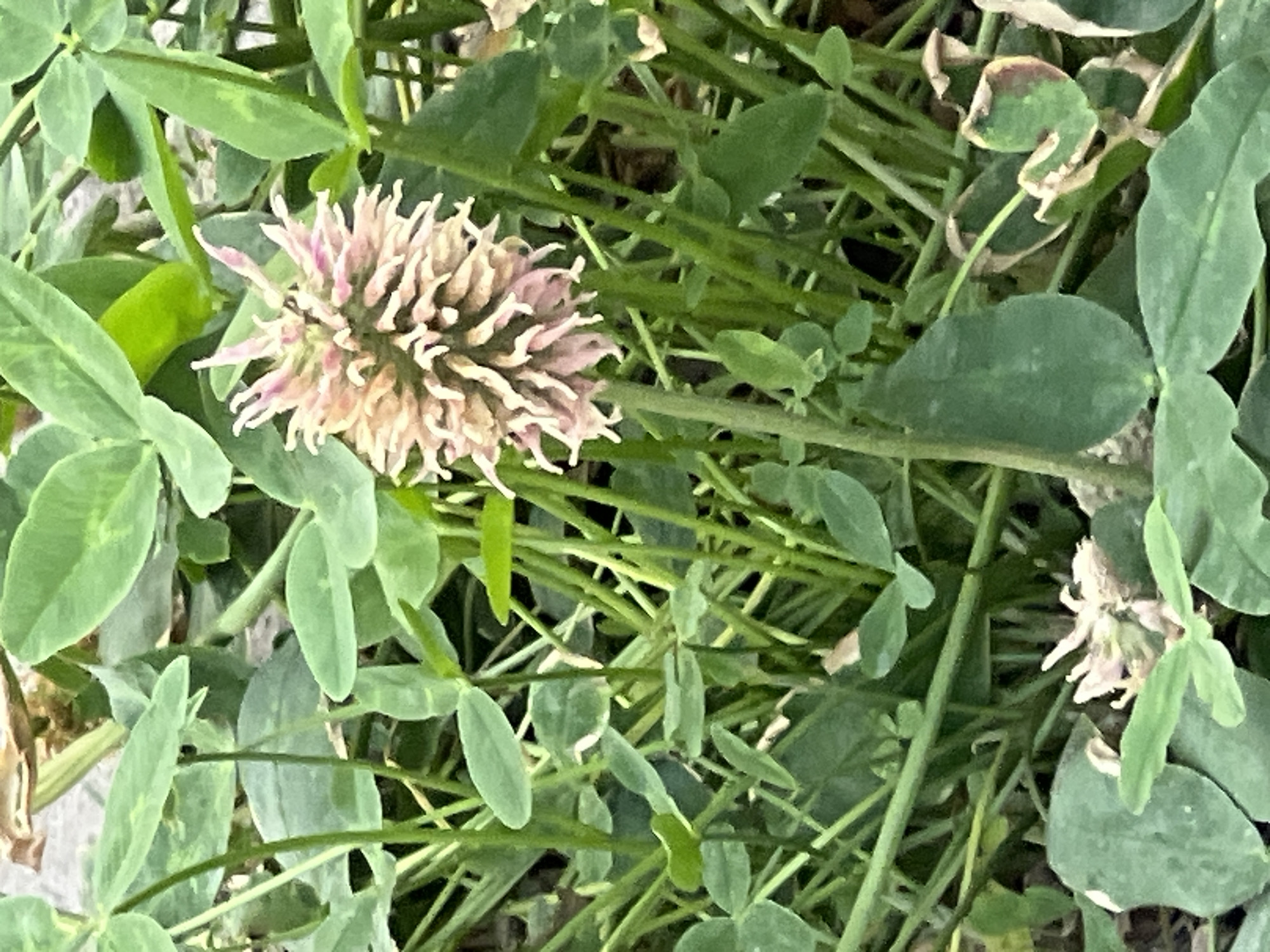 The media file is a close-up, overhead shot of clover flowers and foliage. The main subject is a single, pale pink clover bloom, characterized by its dense, spiky petals radiating outwards. This bloom is surrounded by numerous green clover leaves, some of which appear to be wilting or have brown edges. Other smaller, less developed clover blooms are also visible in the background, some appearing as white or pale pink clusters. The overall scene is one of a natural, outdoor setting, likely a field or garden. The lighting suggests daytime, with no clear indication of specific weather conditions beyond what is implied by the healthy and wilting foliage. No people, text, or specific location cues are discernible in the image itself, other than the provided context that it was taken in Vanadzor, Armenia. The focus is on the textures and colors of the plant life, highlighting the delicate structure of the flowers and the varied conditions of the leaves.