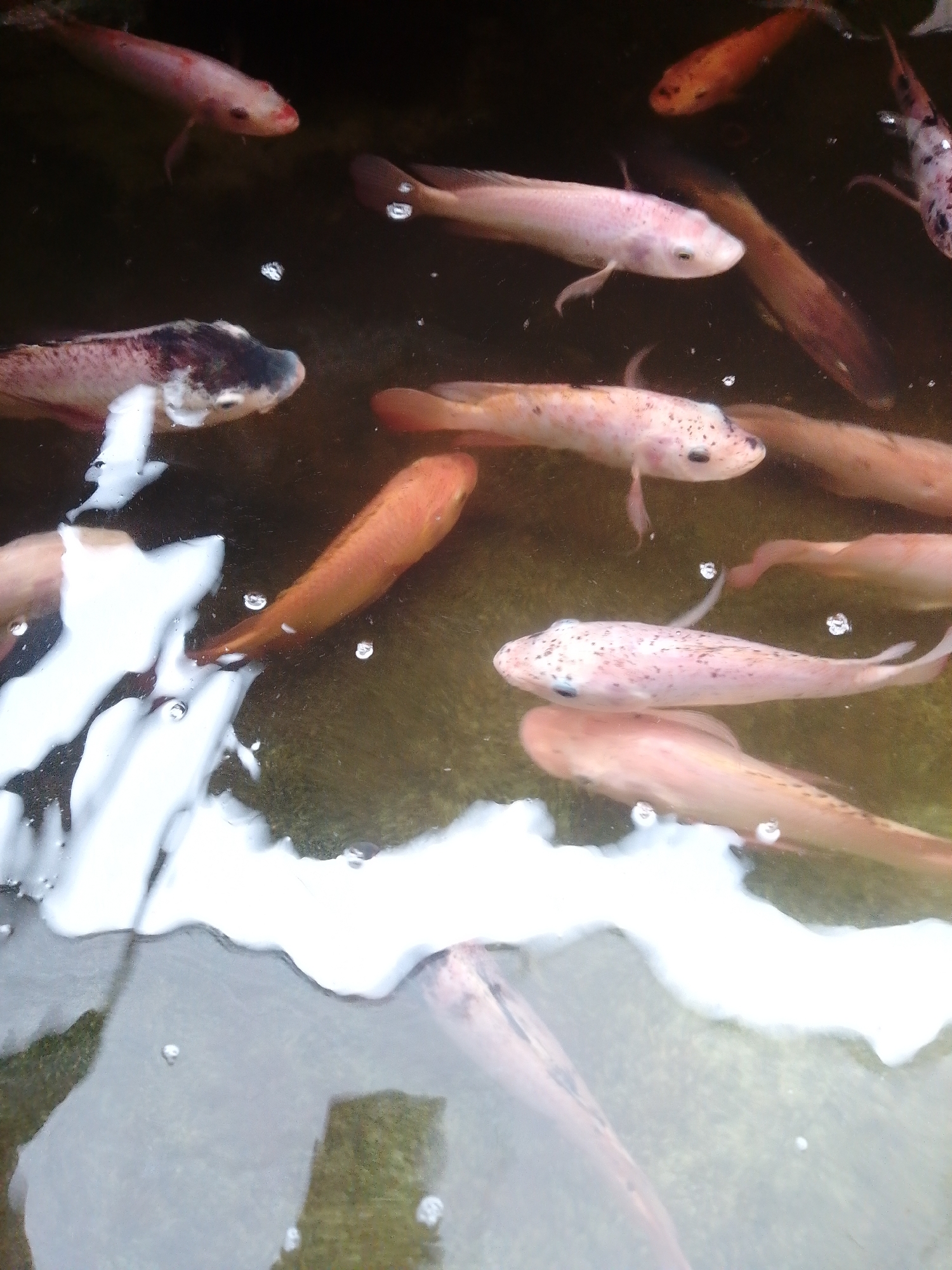 A school of tilapia fish swims in a murky body of water, possibly a pond or aquaculture setting, in Meunasahmee, Indonesia. The fish, varying in size and coloration from pale pink to dark mottled patterns, are the primary subjects. Some appear to be juveniles, while others are larger. The water is somewhat cloudy, with reflections of light and some foamy residue on the surface. There are small bubbles visible in the water, suggesting aeration or the fish's respiration. The background is dark and indistinct, indicating the depth or a darker substrate below. The scene is devoid of human presence.