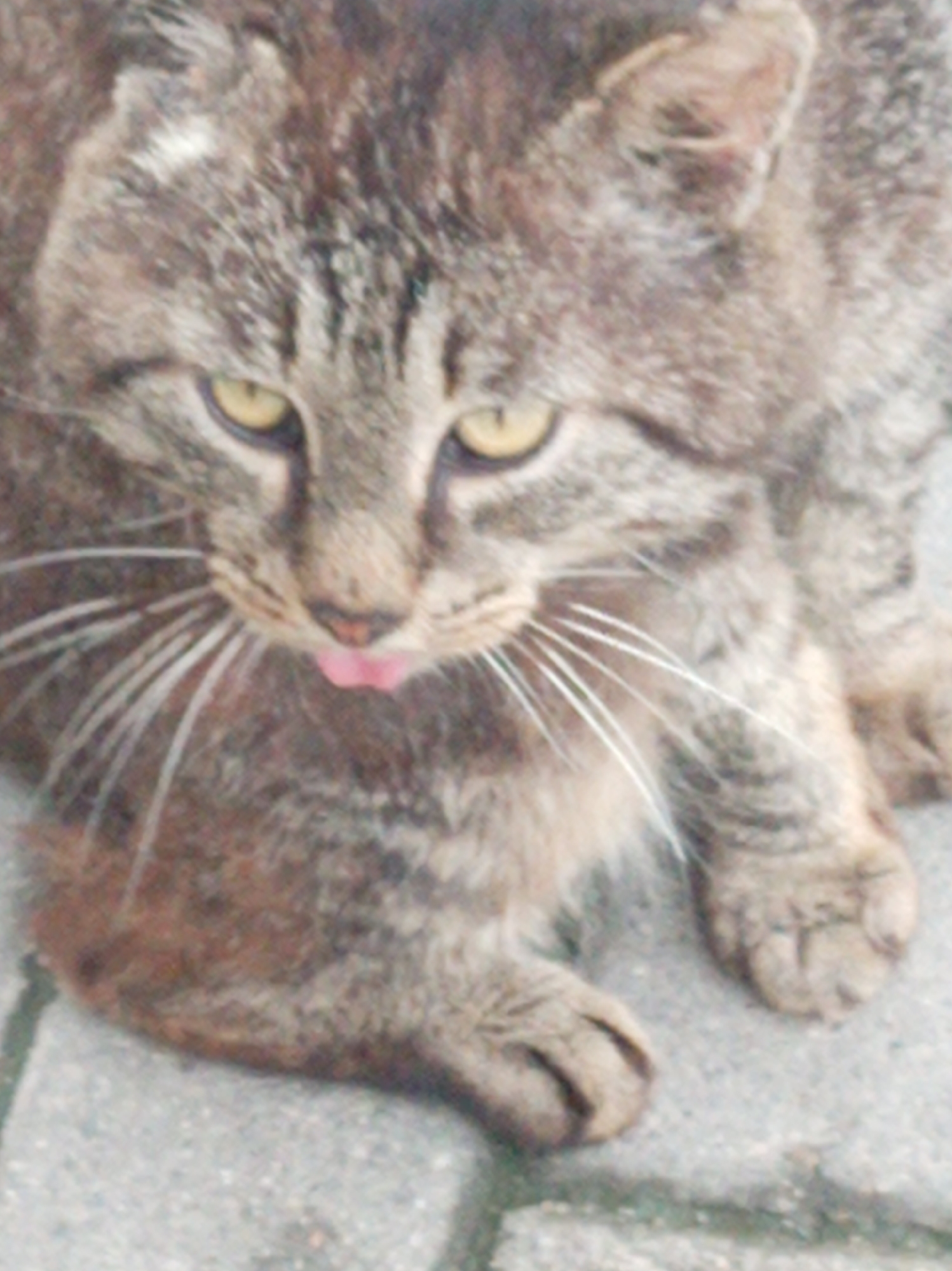 The image is a close-up, slightly blurry photograph of a tabby cat. The cat's head is the primary focus, with its mouth open and a pink tongue sticking out. Its eyes are open and yellow. Long white whiskers are visible. The cat is resting on a textured, gray surface that appears to be pavement or cobblestone. The fur of the cat is a mix of gray, brown, and black stripes. The background is also out of focus, showing more of the textured ground. There is no discernible urban environment visible, nor any indication of the city of Artyom, Russia.