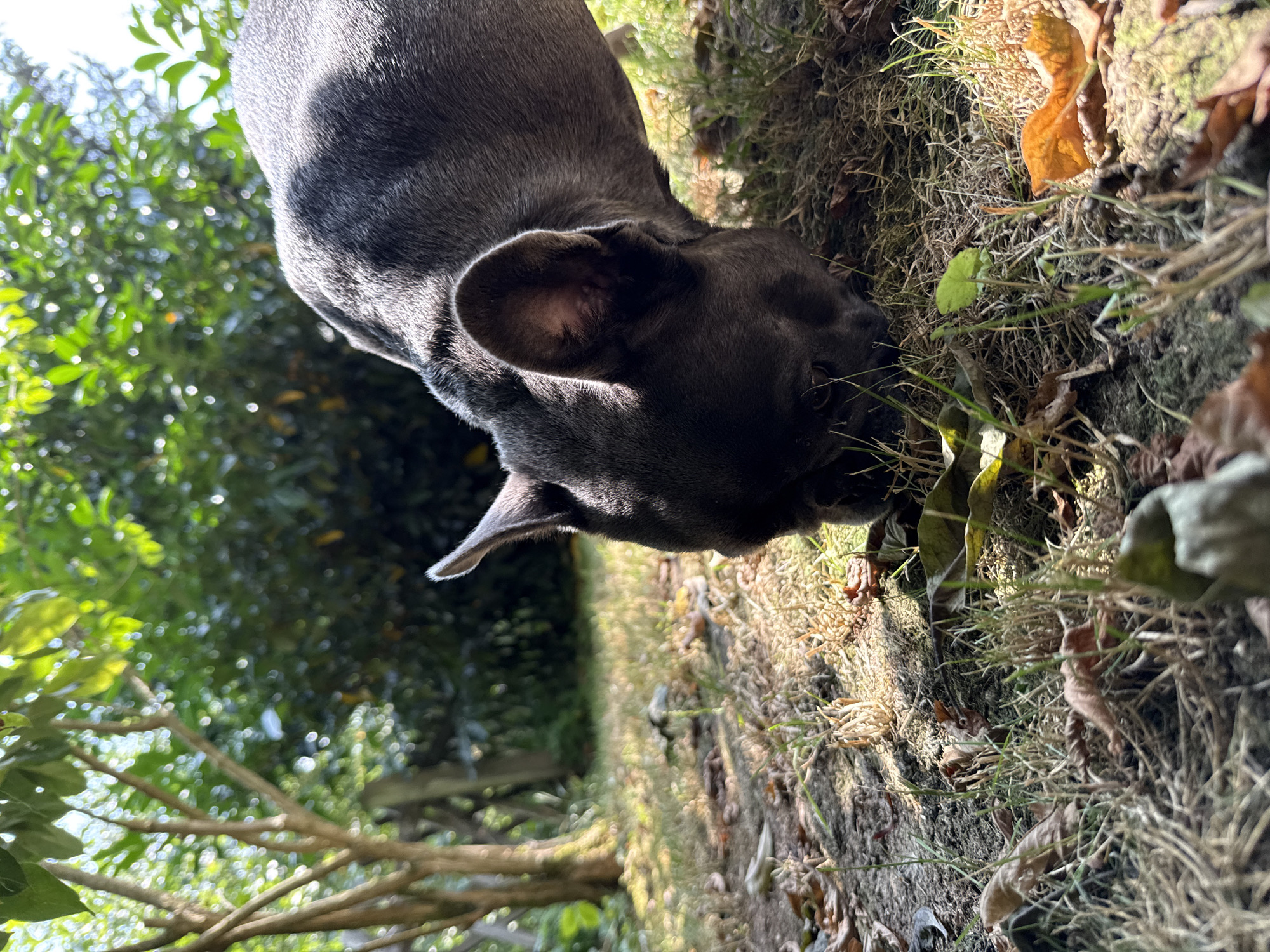 In a sunlit backyard in Bad Sachsa, Germany, a grey French bulldog is captured in a low-angle shot, its head down and focused on exploring the grassy ground. The dog's ears are perked, and its body is partially obscured by its head as it sniffs amongst fallen leaves and blades of grass. The background features a lush, green garden with trees and foliage, indicating a natural outdoor setting. The lighting suggests it is daytime, with sunlight casting shadows and highlighting textures on the ground and dog's fur.