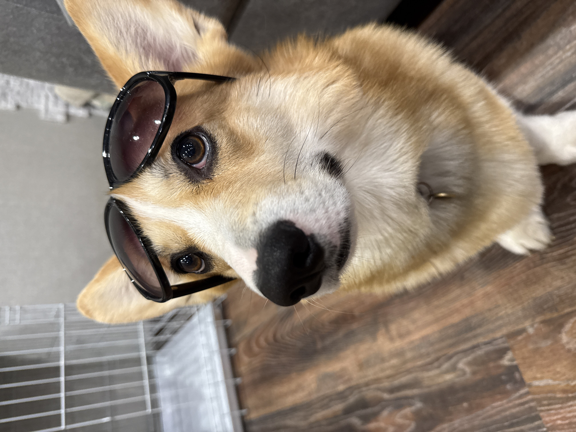 A close-up, low-angle, tilted photograph shows a tan and white Pembroke Welsh Corgi wearing oversized, dark sunglasses. The dog's head is tilted to the right. Visible features include the dog's large, black nose, brown eyes visible through the lenses, and erect ears. The dog is wearing a small, gold-colored tag on its collar. The background includes a light-colored wood floor, a section of a gray couch, and a portion of a wire dog crate or pen. There is nothing in the picture to indicate its location is Votkinsk, Russia.