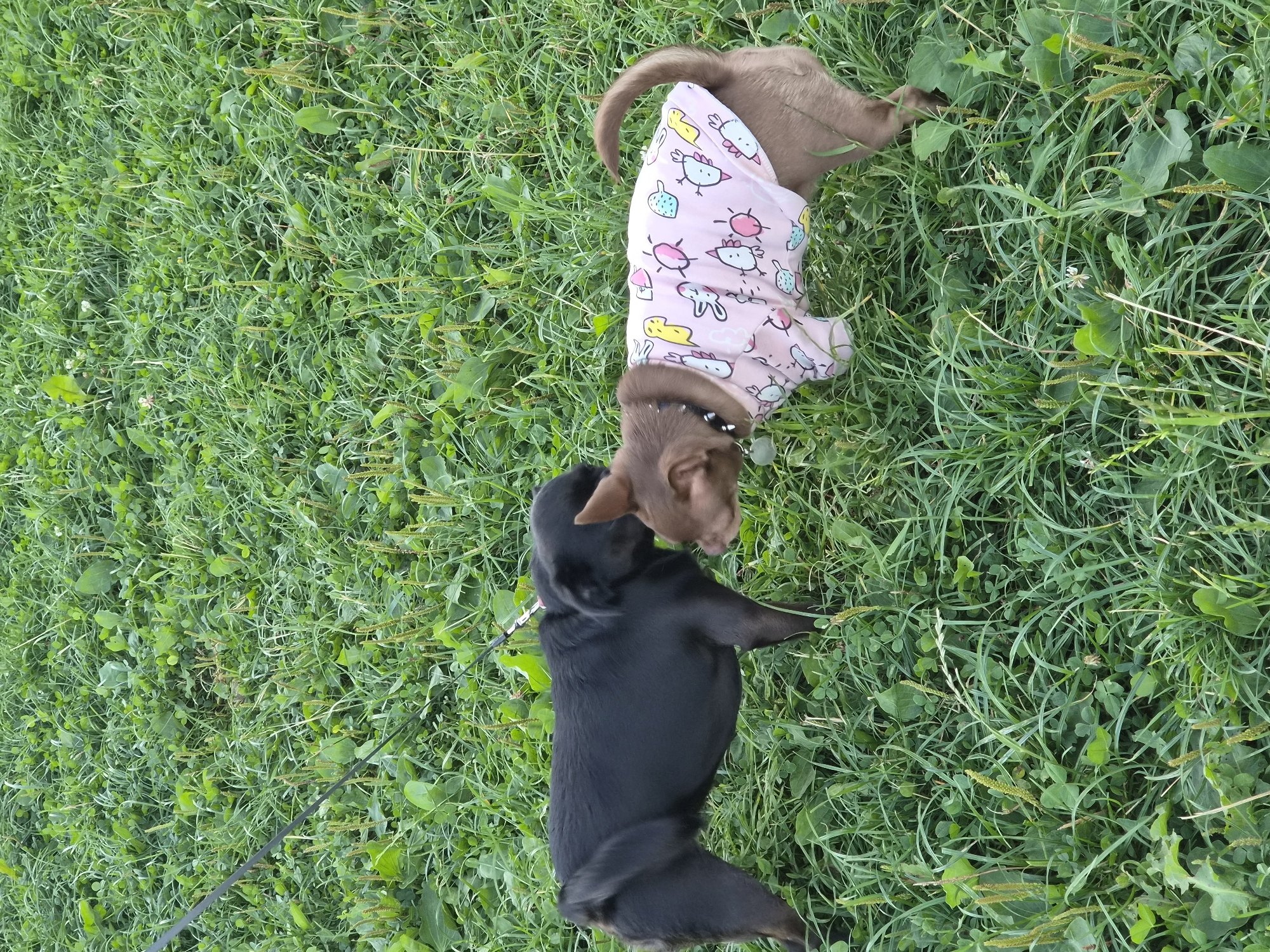 Two small dogs are interacting in a grassy area. On the left is a black pug wearing a black leash. On the right is a tan chihuahua wearing a pink shirt with cartoon chicken designs. The dogs are nose-to-nose, appearing to be sniffing each other. The ground is covered in green grass and clover.