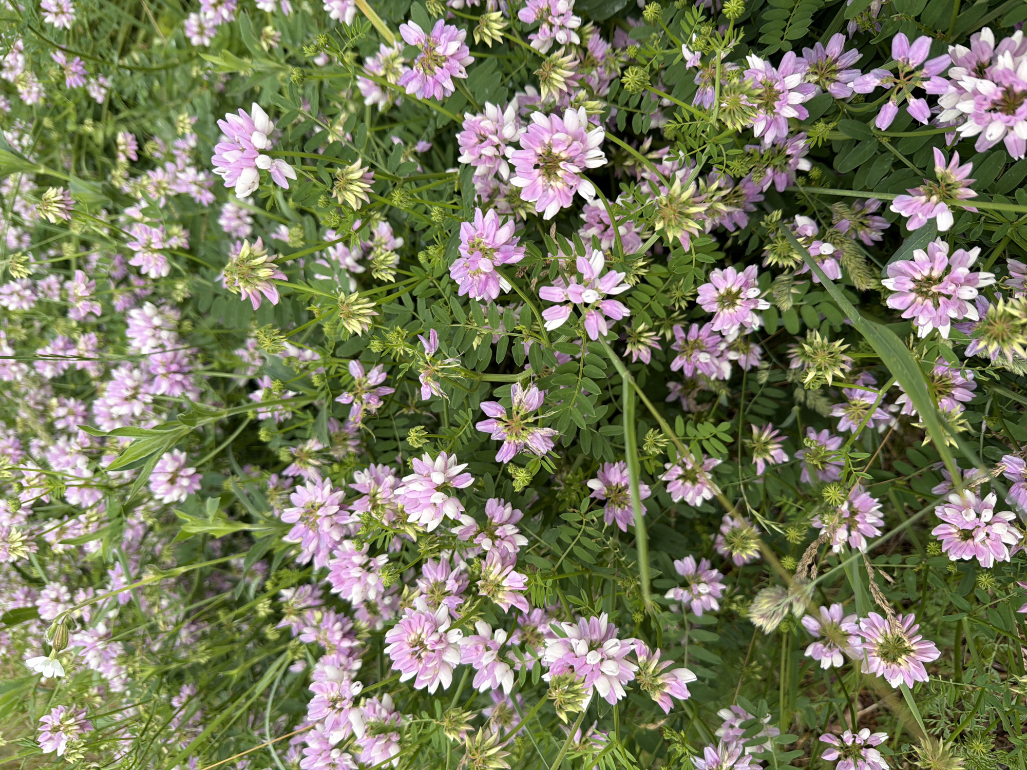 A close-up, eye-level, outdoor shot captures a dense field of crownvetch flowers in bloom. The flowers, predominantly light pink and white, form rounded clusters, interspersed with green foliage and stems. The background is a soft blur of more flowers and greenery, indicating a natural setting. The image appears to be taken in the municipality of Poing, Germany.