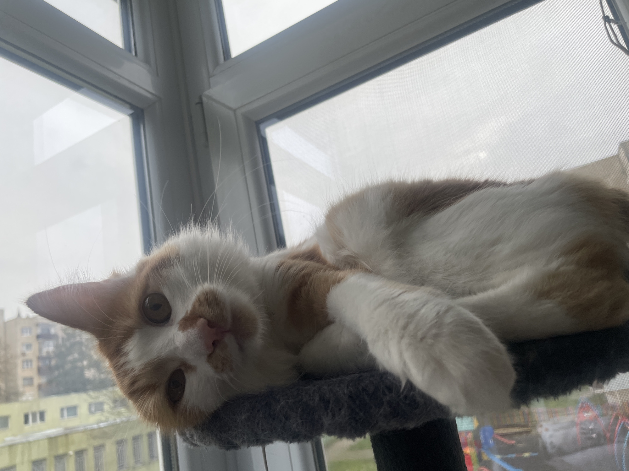 An orange and white tabby cat is captured in a close-up shot, lying on its side on a gray, carpeted cat tree or perch. The cat's head is tilted, and it looks directly at the camera with an alert, curious, and calm expression, showcasing its amber eyes, pink nose, and prominent white whiskers.
The setting is indoors, with the cat positioned by a window, which serves as the background. Through the window, the outdoor environment is visible. The sky appears overcast or cloudy, suggesting a dull daytime. The window itself is fitted with a screen. Beyond the window, several residential buildings with light-colored facades are discernible in the distance. In the lower right corner of the background, a blurry, colorful structure, resembling a children's playground with red, blue, and yellow elements, can be faintly seen.
The image conveys a sense of peaceful domesticity, with the cat comfortably observing its surroundings from its vantage point in Razgrad, Bulgaria. No text is visible in the image.