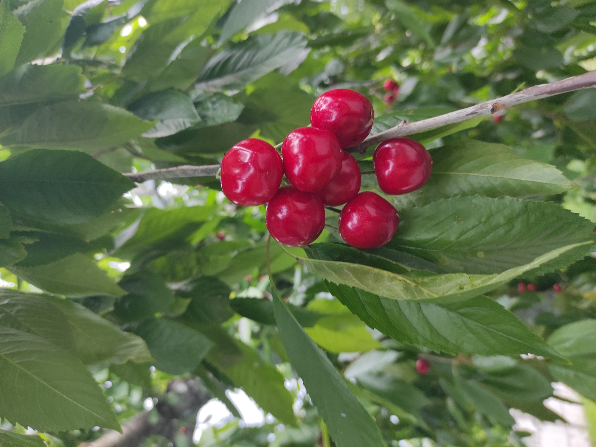 The image shows a close-up of a cluster of ripe cherries hanging from a tree branch amidst lush green leaves. The cherries are a deep, vibrant red color and appear to be smooth and plump. The background is softly blurred, with hints of other branches and foliage, suggesting an outdoor setting, likely in a natural environment or garden. The overall impression is one of freshness and natural beauty. This image was taken in Kobeliachok, Ukraine.