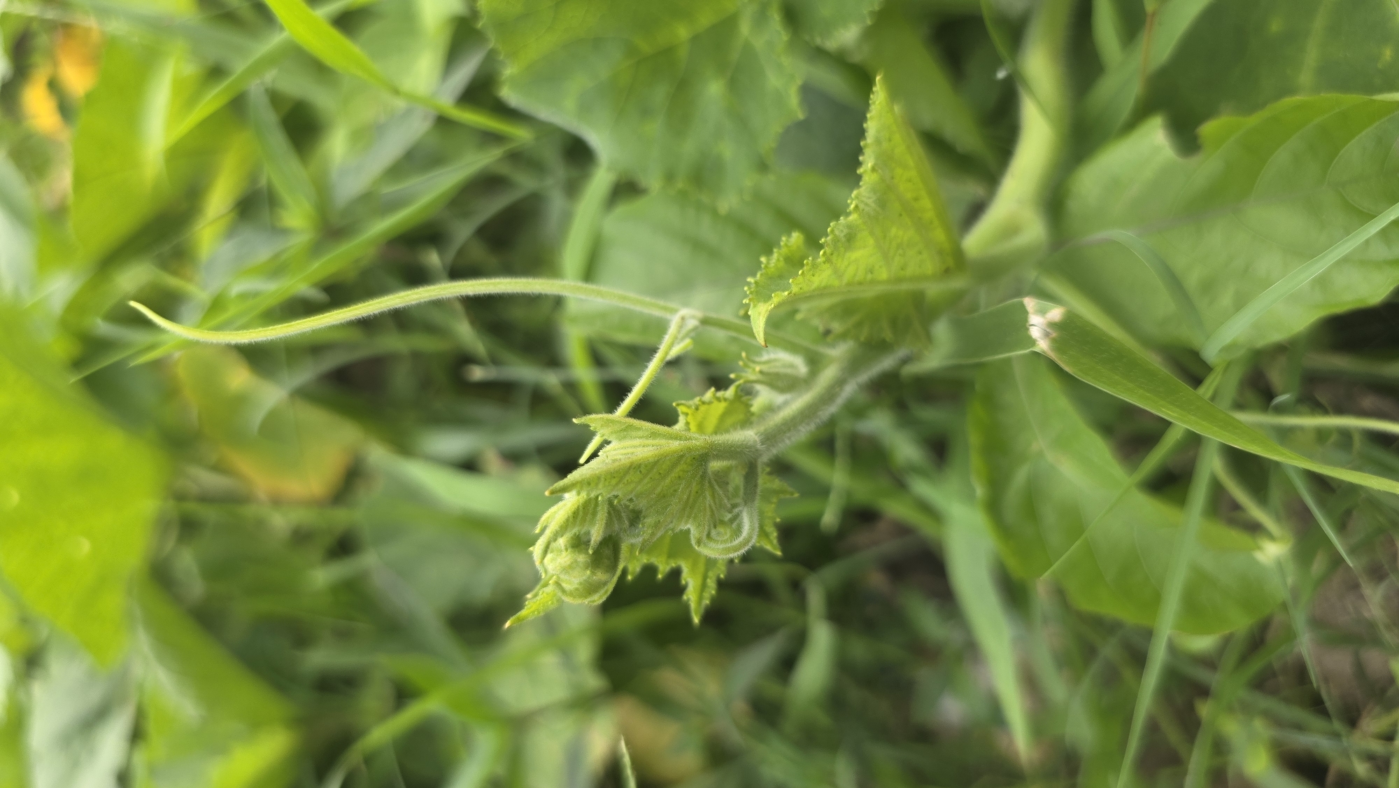 The image shows a close-up of a young pumpkin plant growing in a grassy area. The plant features fuzzy stems and developing leaves with jagged edges. The surrounding environment consists of grass and other green vegetation. The location is Lhokseumawe, Indonesia. There are no people visible in the image.