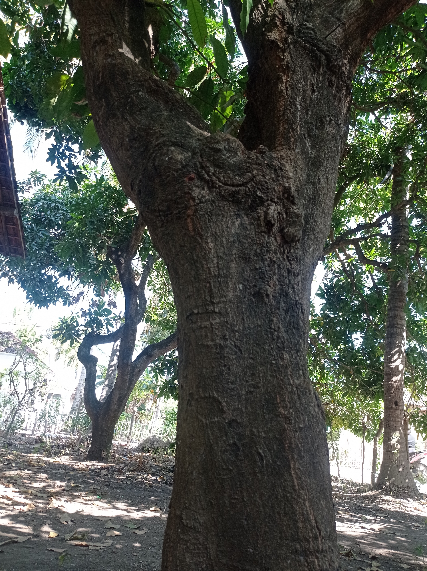 The image depicts a close-up view of a large, rough-barked tree trunk in Mimbo, Indonesia. The trunk is dark brown with visible texture and appears to be a mature specimen. The tree branches out into multiple limbs, some of which are obscured by leaves. In the background, a cluster of green foliage is visible, suggesting the presence of other trees and vegetation. Sunlight filters through the leaves, creating dappled patterns on the ground. The ground itself appears to be dirt, covered with fallen leaves. To the left, a portion of a building with a tiled roof is visible. The overall scene suggests an outdoor environment, likely a garden or yard, characterized by natural elements and some man-made structures. No people or animals are present in the image.
