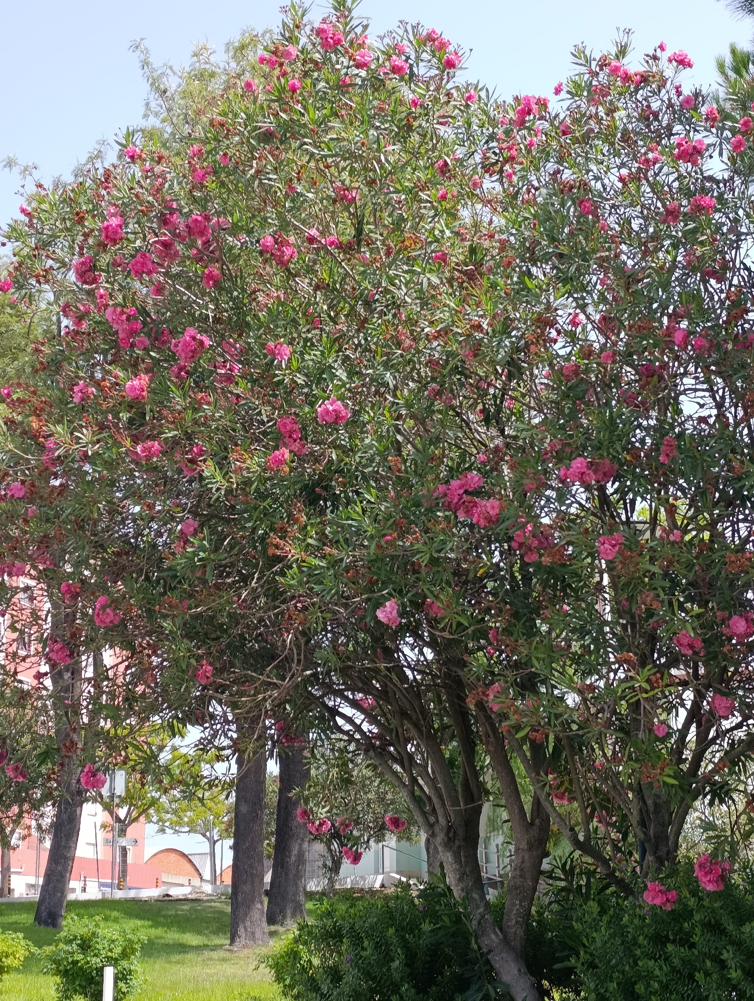 The image depicts a vibrant oleander tree in full bloom, its branches laden with clusters of bright pink flowers and lush green leaves. The tree is situated in a sunlit outdoor environment, likely a park or a landscaped area within a city. In the background, elements of urban architecture are visible, including buildings with red and white facades, and a curved orange roofline. The presence of manicured green grass and low-lying shrubs suggests a well-maintained public space. The sky above is a clear, pale blue, indicating fair weather. The overall impression is one of a peaceful, floral scene within an urban setting. Based on the architectural style and the prevalent vegetation, this scene could plausibly be located in Setúbal, Portugal. There are no people or animals visible in the image.