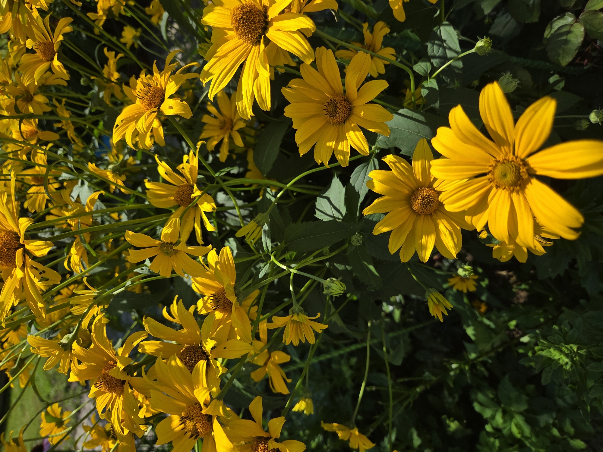 The image is a close-up, sun-drenched shot of a dense cluster of bright yellow flowers, possibly Heliopsis or similar daisy-like varieties, with green stems and foliage. The flowers are in various stages of bloom, with some fully open and others in bud. Sunlight casts distinct shadows on the petals and leaves, highlighting the texture and depth of the floral arrangement. The background is a blurred mix of green foliage and hints of brown earth, suggesting an outdoor garden setting. No people or animals are visible in the frame. The image appears to have been taken during daylight hours.