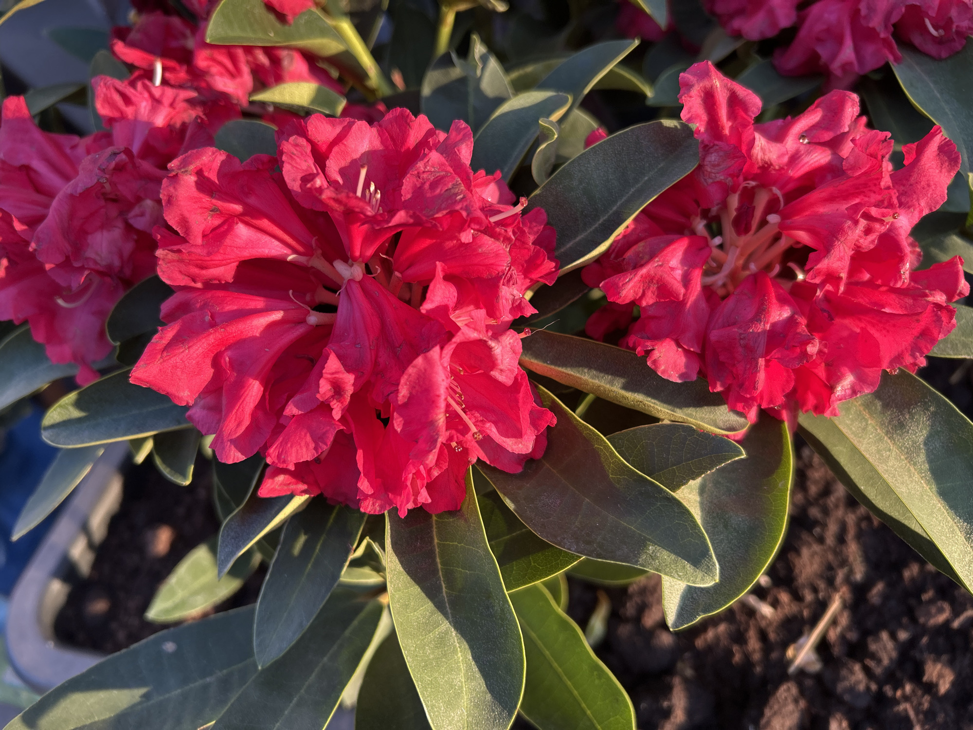 This close-up photograph captures vibrant red rhododendron flowers and their foliage, bathed in warm, directional sunlight. The main subjects are three clusters of deep red, ruffled blossoms, with some showing prominent white stamens in their centers. The petals exhibit varying textures, catching the light and creating shadows that add depth to the flowers.
Surrounding the blossoms are numerous dark green, ovate leaves with visible veins, some partly obscured by shadow while others glow with a bright, sunlit edge. The lighting suggests either early morning or late afternoon (golden hour), casting long, soft shadows across the leaves and the dark brown, loose soil visible in the foreground and background. A grey, rectangular planter is partially visible on the left side of the frame, indicating the flowers are potted. The focus is sharp on the flowers and immediate foliage, with the background slightly blurred. No people or visible text are present. The scene depicts a serene moment in a garden or nursery setting, potentially in Saint Petersburg, Russia.