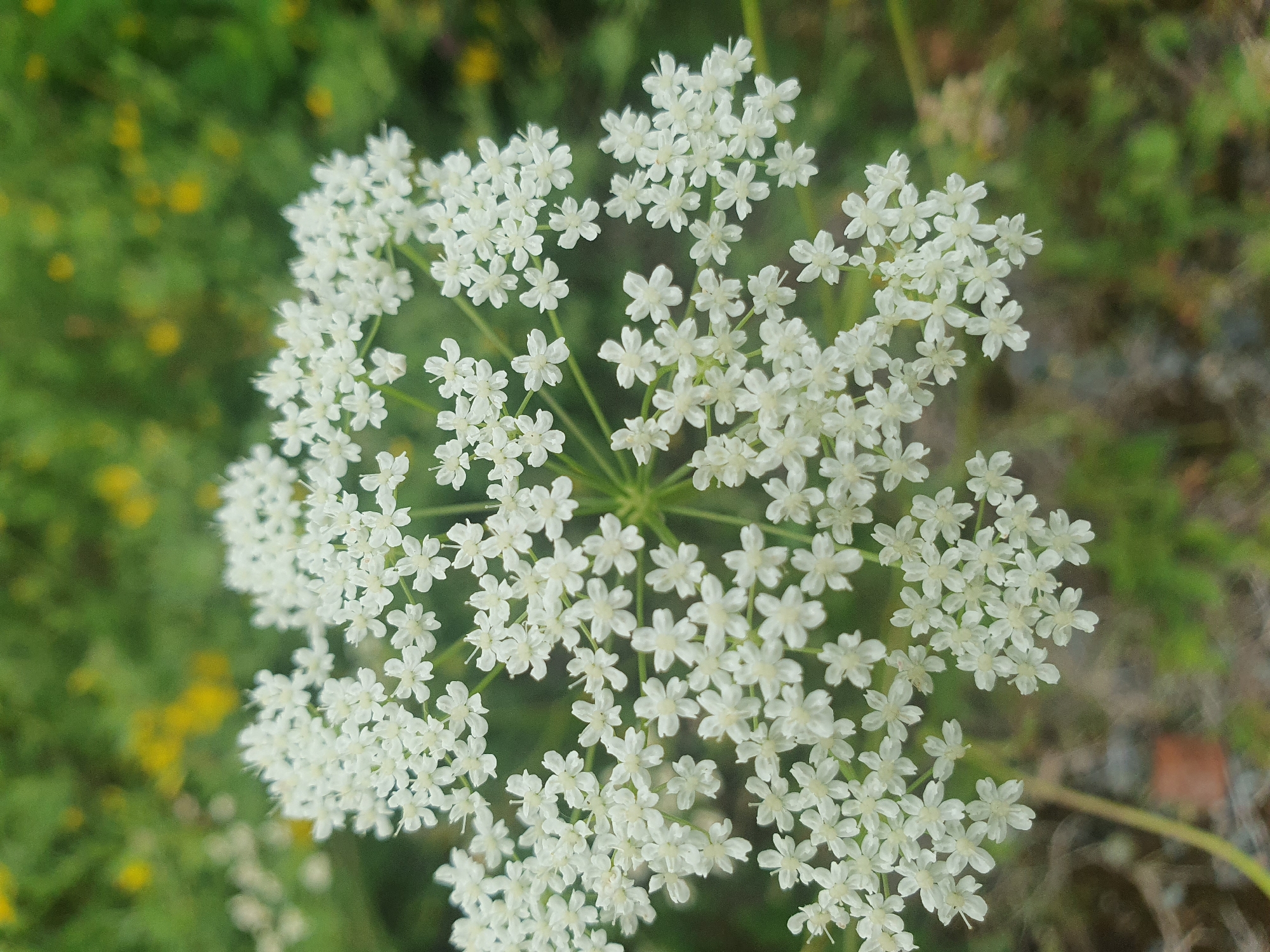 A close-up, eye-level shot showcases a white Queen Anne's Lace flower cluster against a softly blurred background of green foliage and yellow wildflowers, likely in Mukhametovo, Russia. The flower's intricate structure, composed of numerous small white petals arranged in an umbel, dominates the foreground. The surrounding environment appears natural and uncultivated, suggesting an outdoor setting.