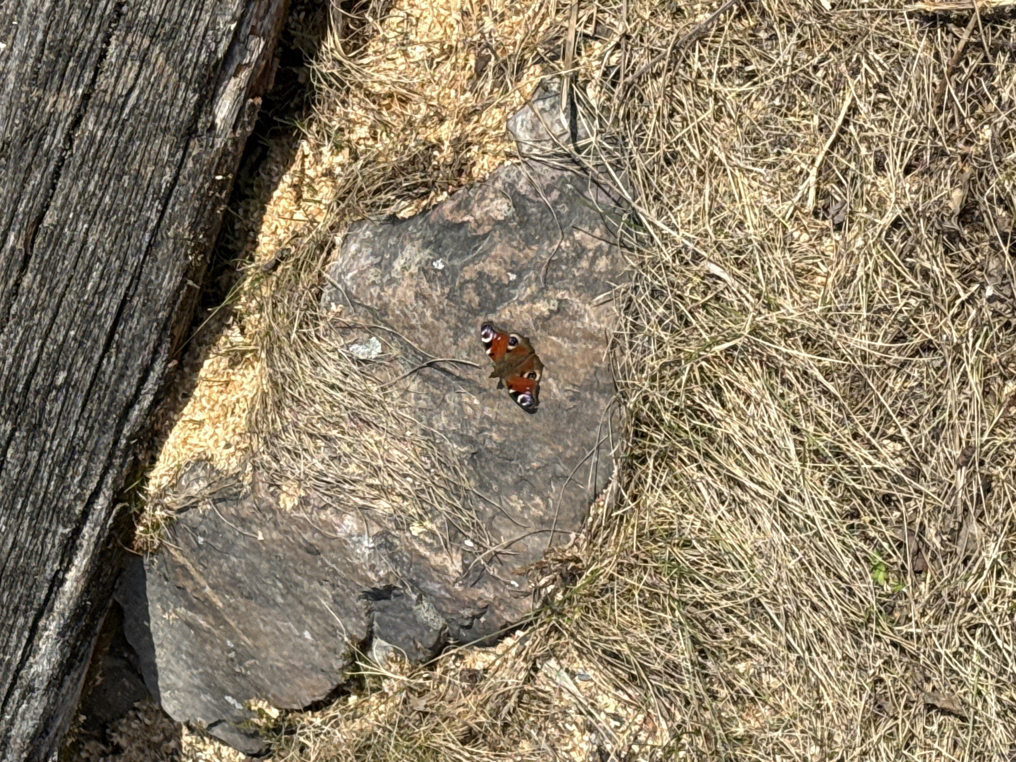 The scene is a close-up, outdoor shot. A European peacock butterfly (Aglais io) rests on a grey rock that is surrounded by dry, beige grass and hay. A piece of dark, weathered wood is visible on the left side of the rock, partially obscuring it. This image might be from a natural area; however, there is insufficient information to determine the location in Tyulyuk, Russia.