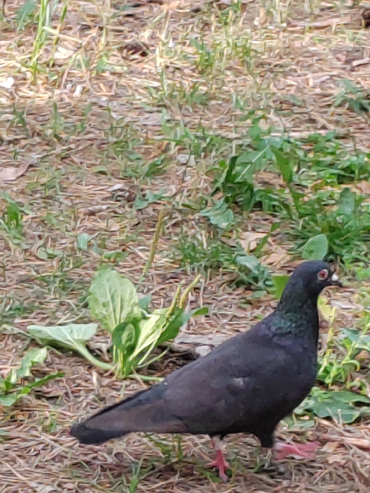 A dark-colored pigeon is standing on dry, leaf-strewn ground with sparse green vegetation in the background. The pigeon has bright red eyes and pinkish feet. The scene appears to be outdoors, possibly in a park or garden setting. The image does not provide any specific information about the city of Brest, Belarus.