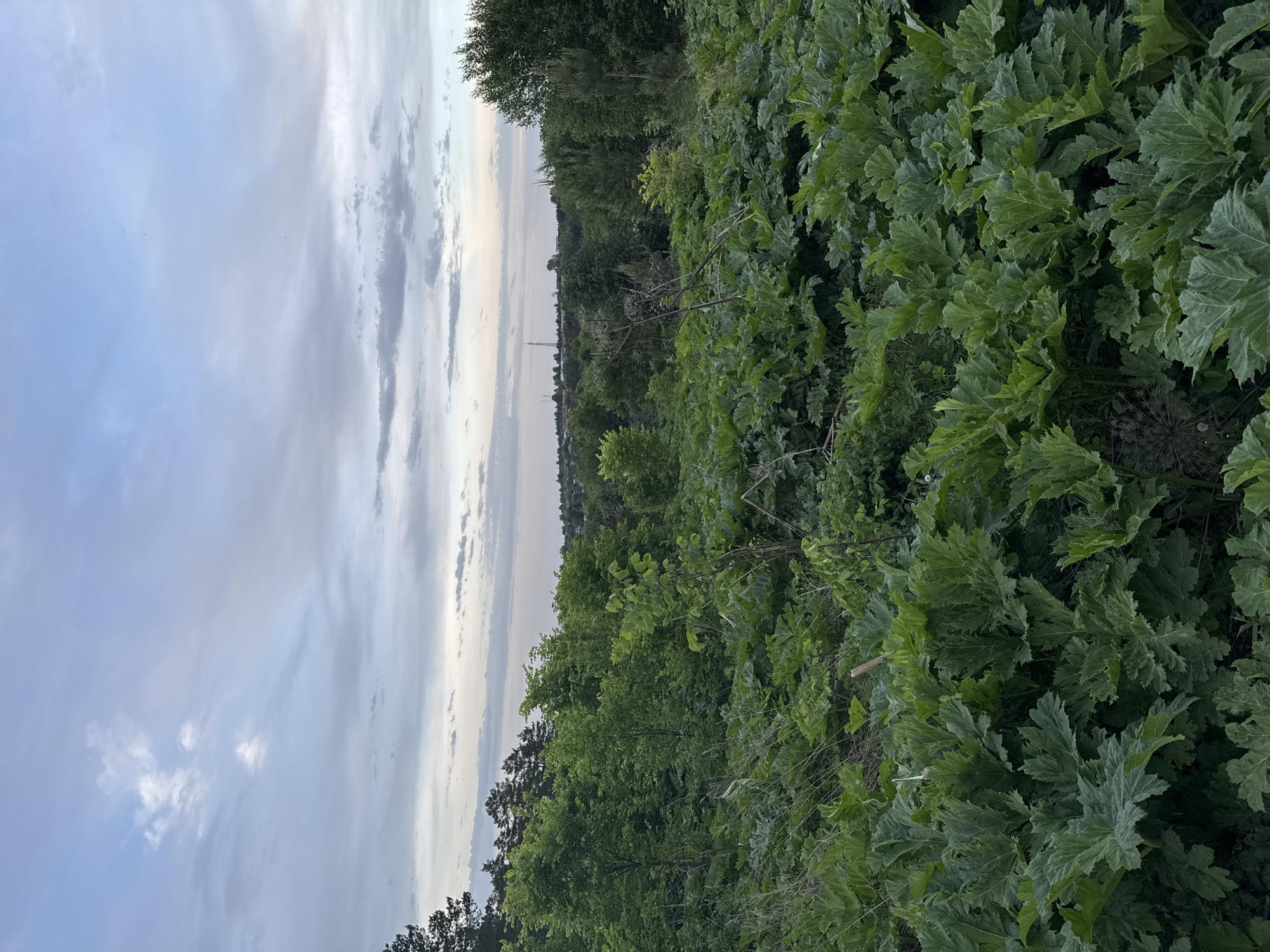 The image captures a view of dense green vegetation dominating the right side of the frame, transitioning into a mixed forest area in the background. The sky, on the left, is overcast with a blend of light blue and grey clouds. In the distance, a transmission tower is visible, suggesting an urban or semi-urban location. Based on the vegetation and landscape, the image could be taken in a peripheral area of Chaykovsky, Russia, known for its mixed forests and proximity to the Kama River. However, without precise coordinates or landmarks, it's impossible to pinpoint the exact location. There are no people or animals immediately visible in the shot. The focus is on the natural environment, with the towering vegetation as a prominent feature.