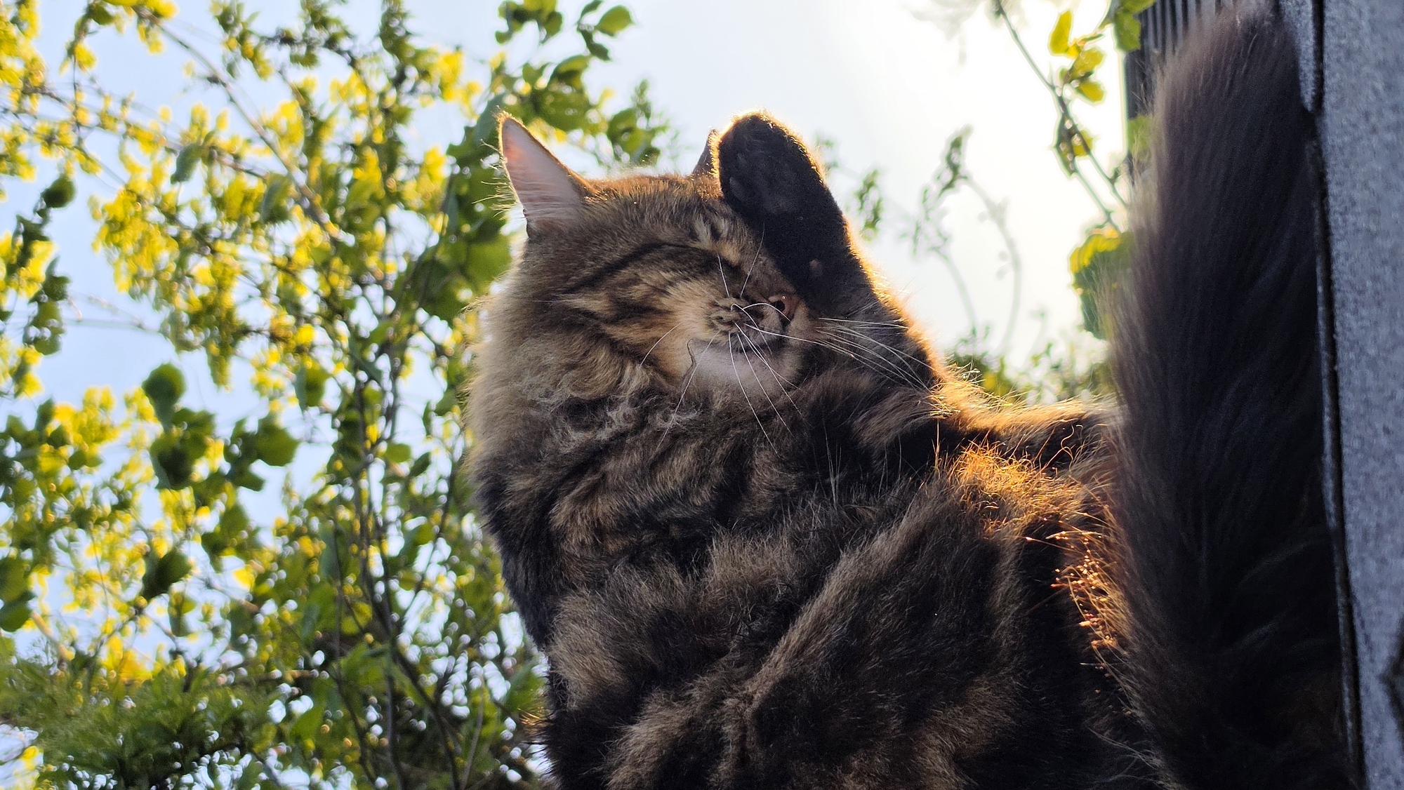 A long-haired brown and black tabby cat is captured in an outdoor setting. The cat's head is positioned towards the center-right of the frame, with its right paw covering its face. The cat is outdoors and is sitting with its back against a dark surface to the right, possibly a fence or a structure. In the background, there is greenery, including a tree with yellow flowers or buds, suggesting a springtime setting. The sky is bright, with the sun providing backlighting, which makes it difficult to see a location.