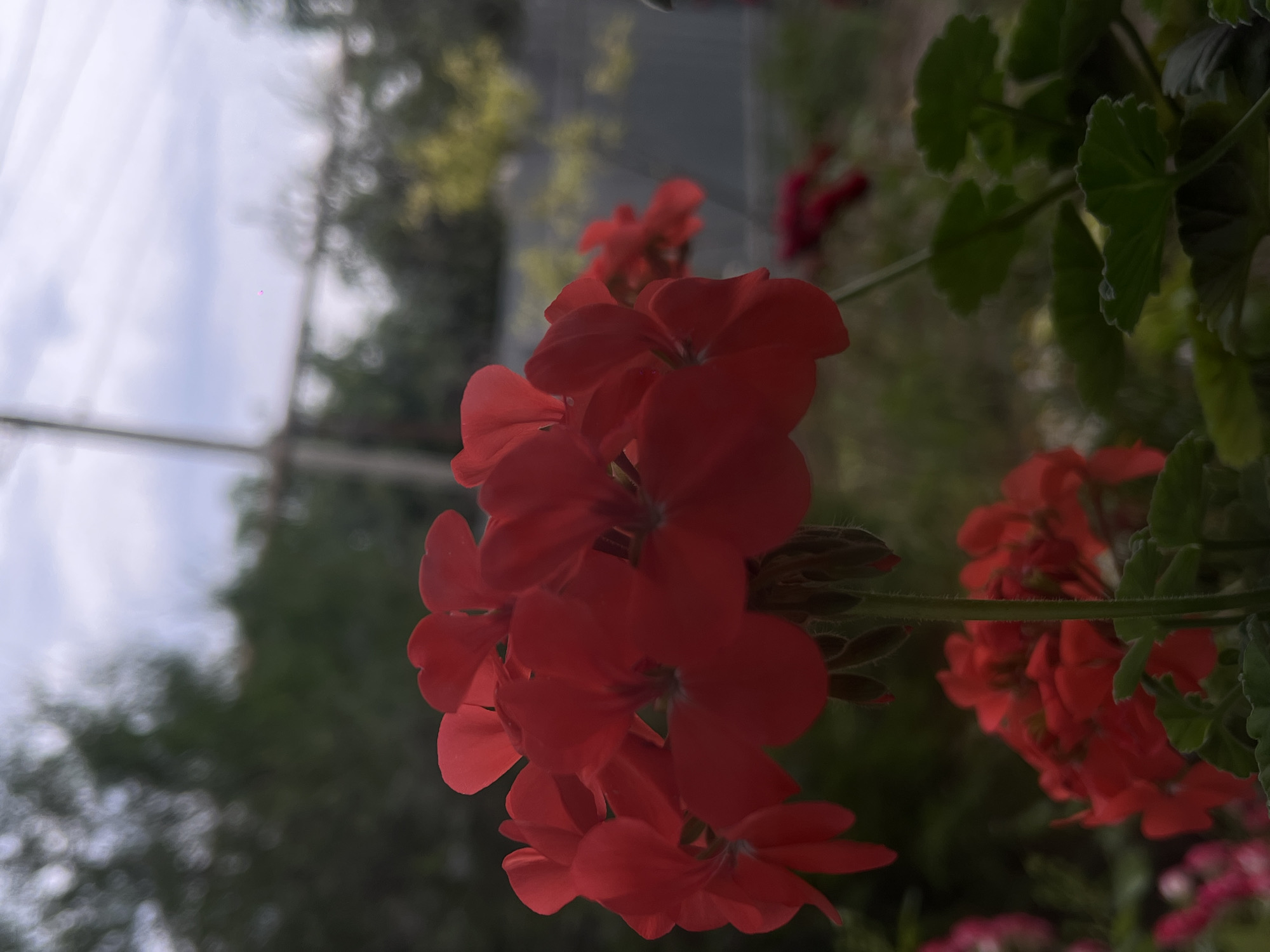 A cluster of bright red geranium flowers hangs down in the foreground, their petals slightly translucent in the light. Behind them, more red flowers and lush green leaves are visible, some of which are out of focus. In the background, the scene transitions to a blur of green foliage and a bright, overcast sky. The image appears to be taken outdoors, likely in a garden or greenhouse setting, with natural light illuminating the flowers. The overall mood is peaceful and serene, with the vibrant red flowers providing a focal point against the softer, more muted background. There is no visible text in the image.