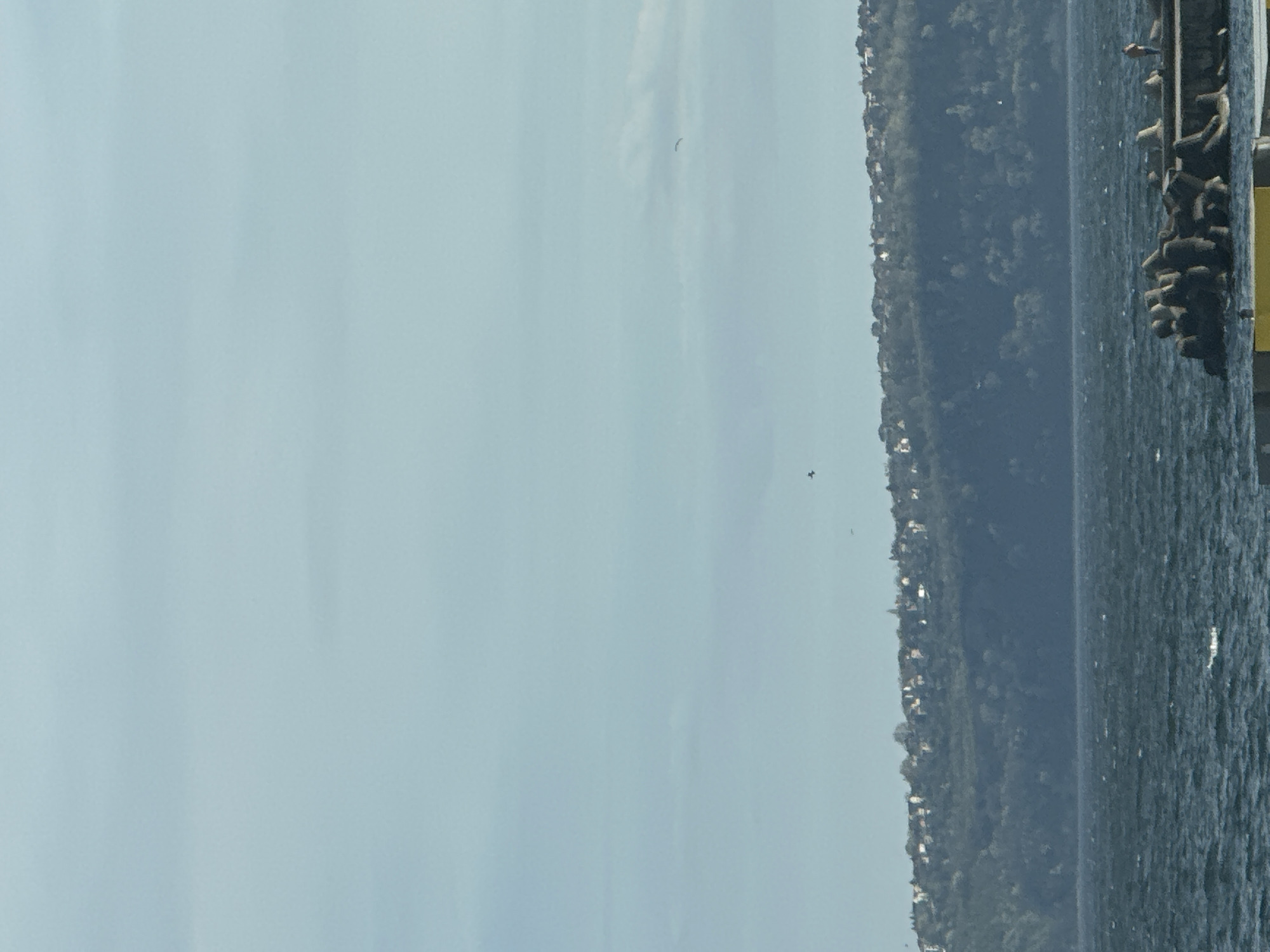 The image displays a coastal scene, appearing to be rotated 90 degrees to the left, but depicting a natural landscape when viewed correctly. The foreground is dominated by a calm body of water, likely the sea, with subtle ripples on its surface.
Across the mid-ground, a lush green coastline stretches horizontally, densely covered with trees. Scattered among the foliage are small, light-colored structures, suggesting houses or buildings dotting the distant shore.
On the far right side of the frame, extending into the water, is a dark, sturdy structure, possibly a pier or breakwater. Numerous dark, irregularly shaped marine mammals, consistent with sea lions or seals, are visible resting on this structure. They appear to be basking, with some clustered together and others more spaced out. A distinct bright yellow section is visible on the structure towards the bottom right.
The upper portion of the image is filled with a bright, hazy blue sky, indicating daylight. Two small, dark forms are visible in the sky: one, centrally located, clearly identifiable as a bird with outstretched wings in flight, and another, smaller and less distinct, appearing lower in the sky.
The scene conveys a peaceful, clear daytime atmosphere, likely late morning or afternoon. Given the context of Varna, Bulgaria, the image captures the Black Sea coast with its characteristic green hills and marine life. There is no visible text in the media file.