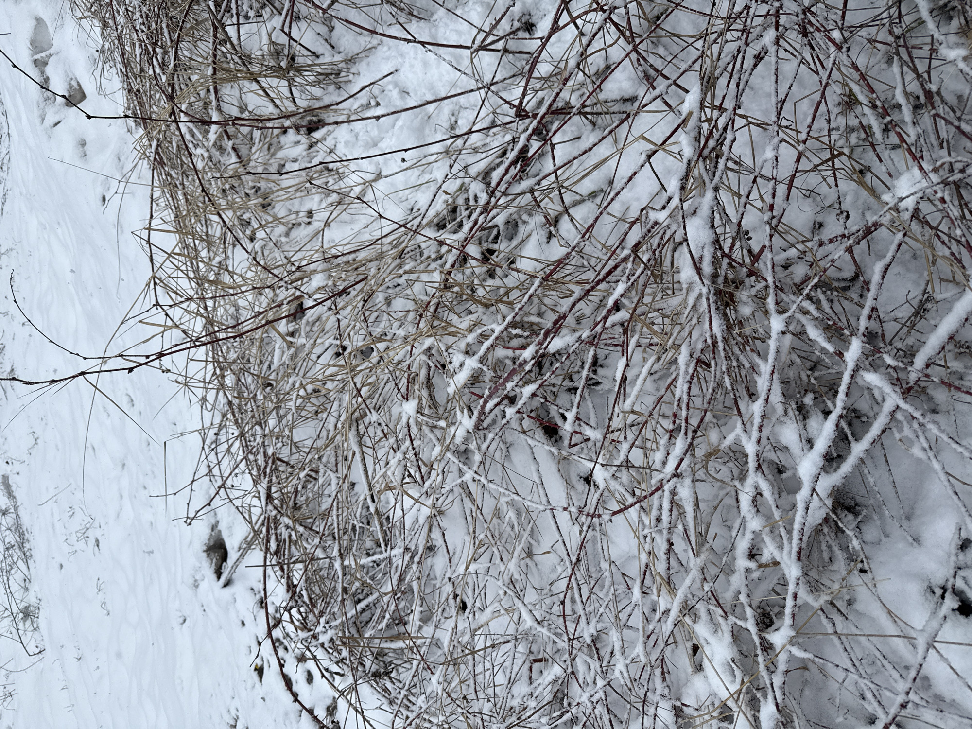 The image shows a patch of ground covered in snow. There are several bare, intertwined branches and dry grass stalks also covered in snow. The scene is likely outdoors. There are animal footprints in the snow. The image does not contain any people. It is impossible to confirm the location in the city of Chaikovsky, Russia based on the visual evidence alone.