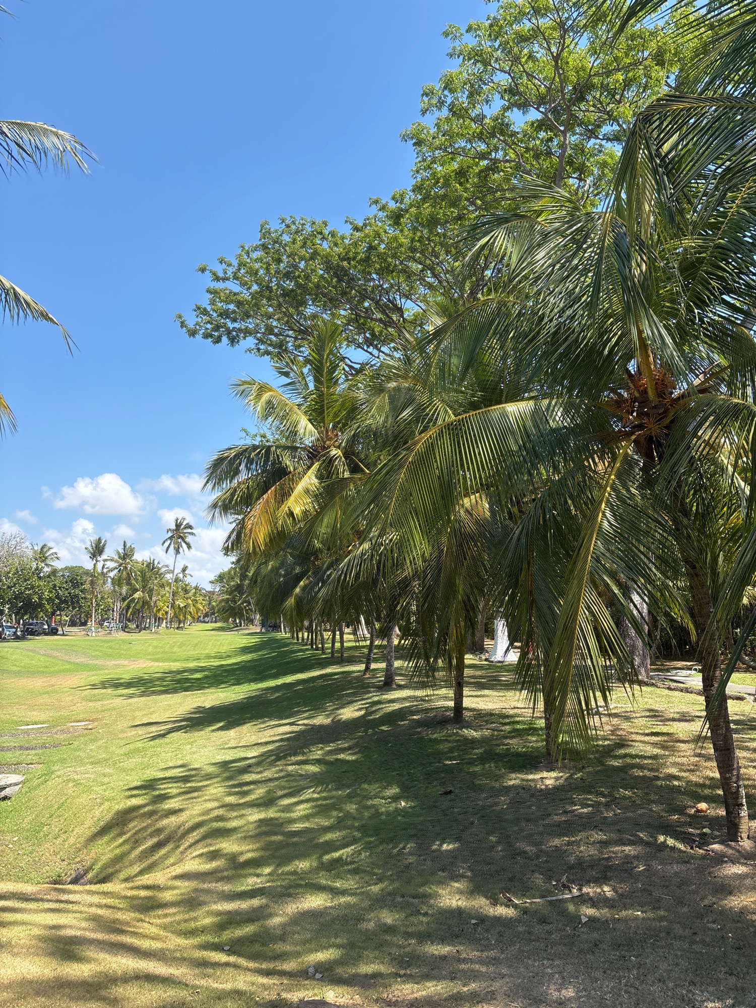 The image depicts a sunny outdoor scene with a clear blue sky and scattered white clouds. The foreground is dominated by a line of palm trees with their fronds casting dappled shadows on the lush green grass below. In the background, there's a large expanse of mown grass that appears to be part of a park or golf course. Further in the distance, more palm trees and deciduous trees are visible, along with some parked cars and a few indistinct figures on the grass. The overall impression is a tropical or sub-tropical environment. Based on visual cues like the vegetation and the clear sky, this could be a location in Kuta Selatan, Indonesia, known for its tropical climate and scenic landscapes.