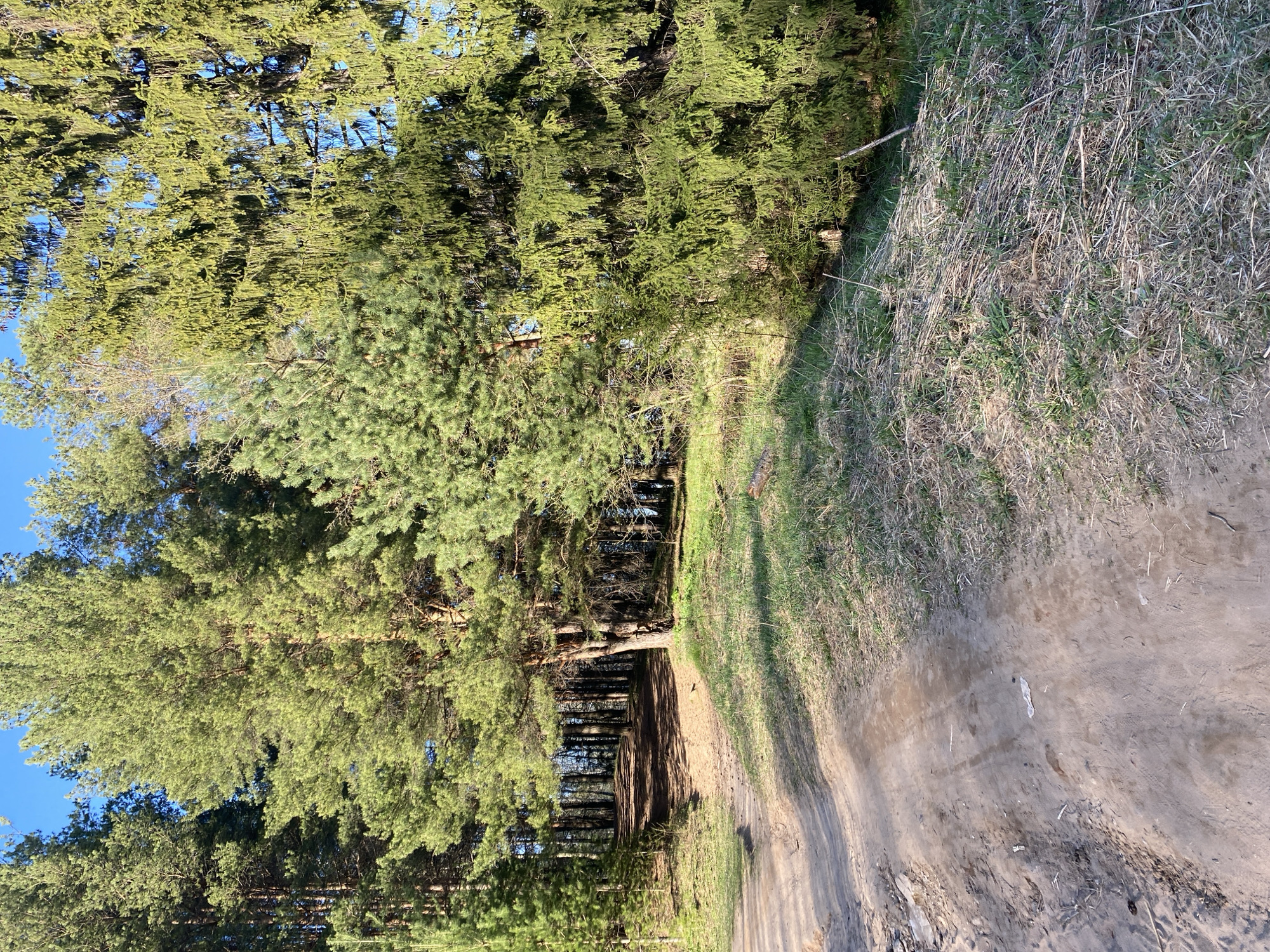 The image shows a dirt path alongside a forest edge. Tall pine trees with green needles line the left side of the path, creating shadows. To the right of the path, there is a strip of dry grass and vegetation. The sky is visible in patches through the trees. It is in the city of Chaikovsky, Russia.