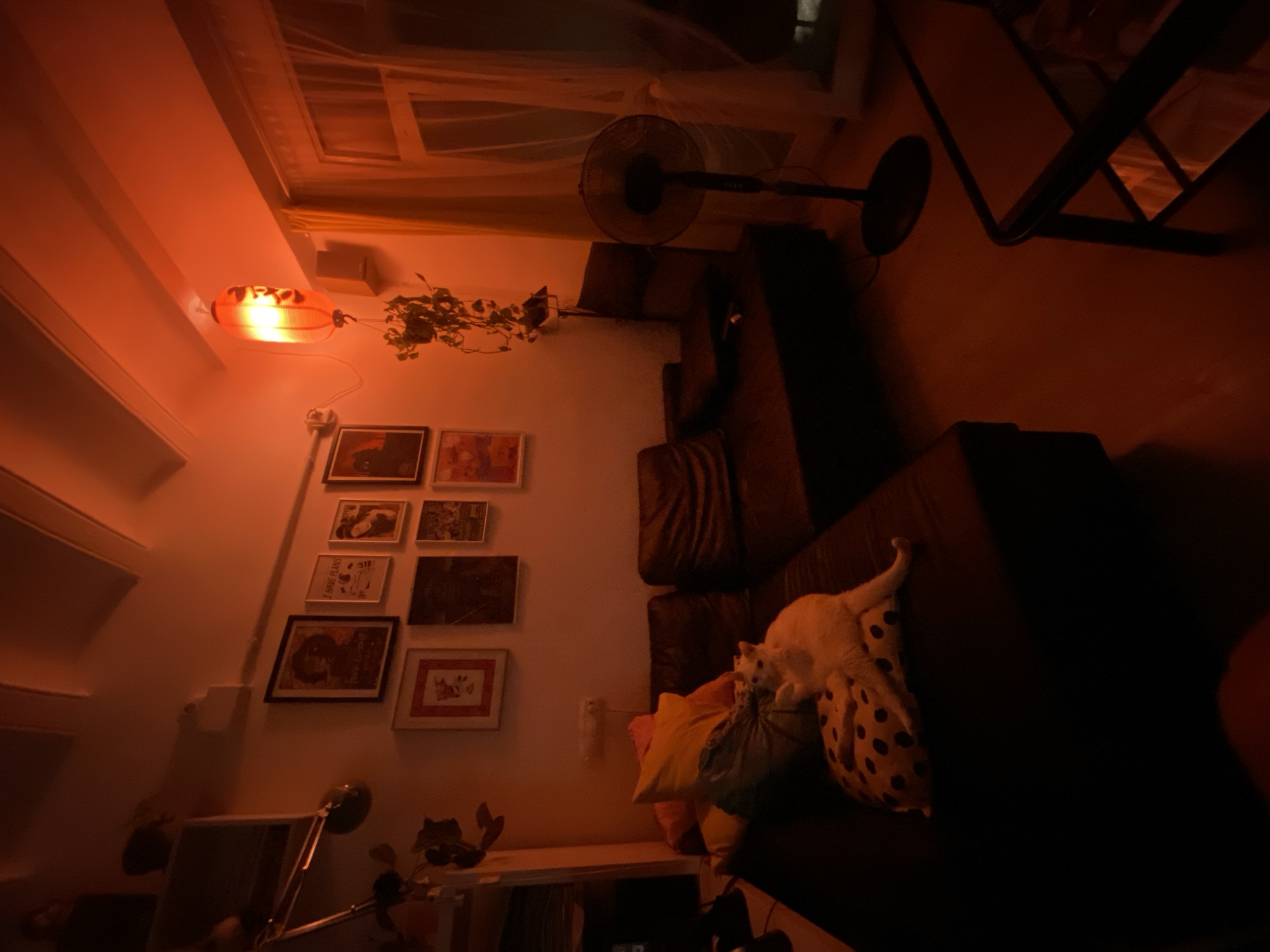 This media file presents a warmly lit indoor scene, likely a living room, captured at night. A predominant reddish-orange glow emanates from an illuminated orange Chinese-style lantern hanging on a white wall. The lantern features indecipherable text or symbols.
A cream-colored cat is the central subject, resting peacefully on a dark brown leather sofa. It is nestled among a black and white polka-dotted pillow and other soft cushions. Above the sofa, a gallery wall displays multiple framed pictures and artworks of varying sizes; one notable frame contains the visible text "I HAVE PLANS."
To the left of the lantern, a potted plant with trailing green leaves adds a natural element. A black standing fan is visible in the upper portion of the room, near the ceiling, which is partially covered by a translucent white fabric, possibly a mosquito net. A light-colored table or shelf with a desk lamp and small objects is situated below the gallery wall on the left. Elements of metal furniture are discernible in the upper right, suggesting a chair or table. The overall ambiance is tranquil and cozy, depicting a relaxed moment indoors in Barcelona, Spain.