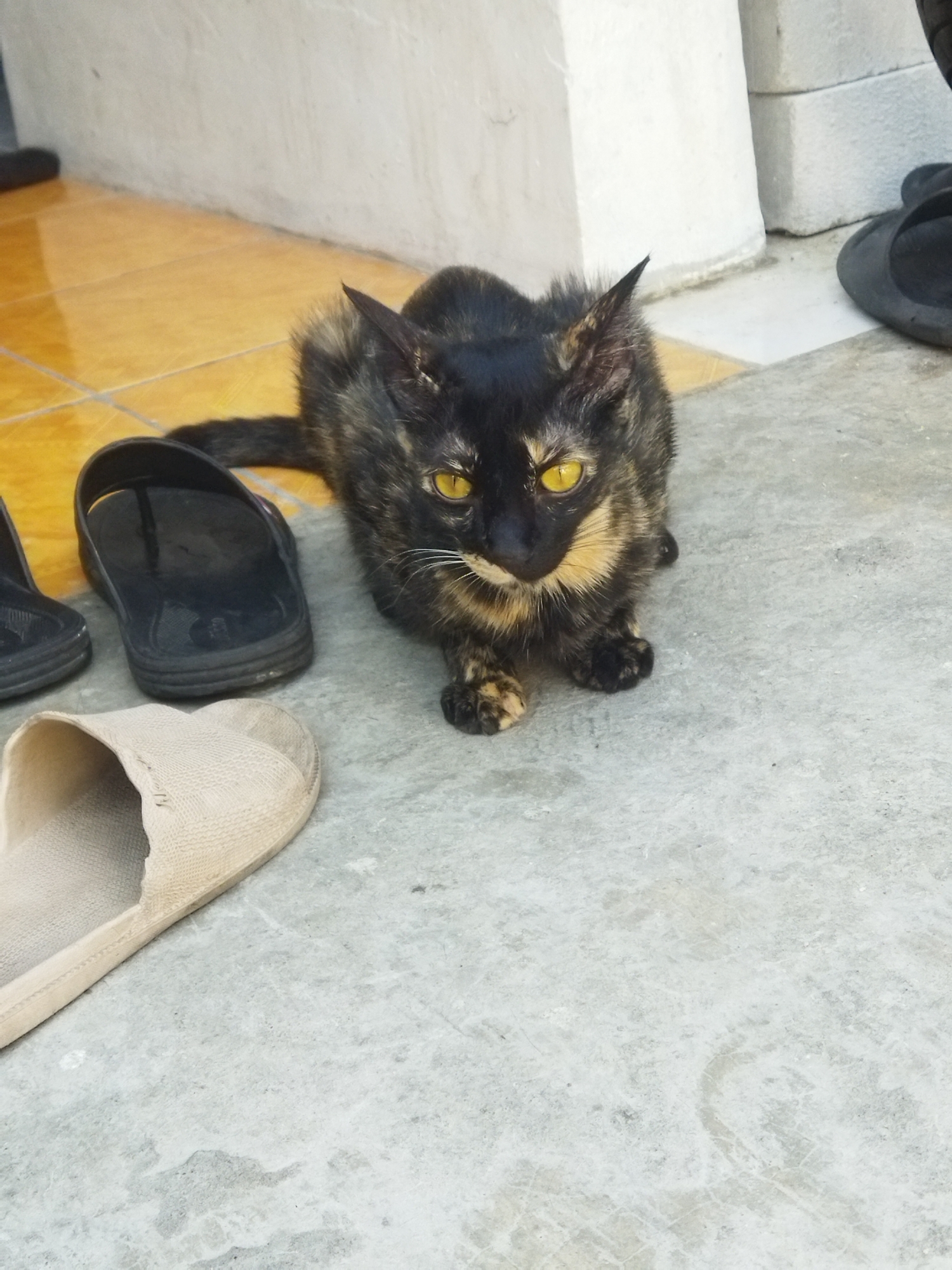A tortoiseshell cat with bright yellow eyes is lying on a concrete floor in front of a building in Semarang, Indonesia. The cat is mostly black with patches of orange and brown. It is looking directly at the camera. To the left of the cat are two black flip-flops and a beige slipper. The floor appears to be a combination of yellow tiles and concrete. In the background, there is a white wall and some grey concrete blocks. The lighting suggests it is daytime.
