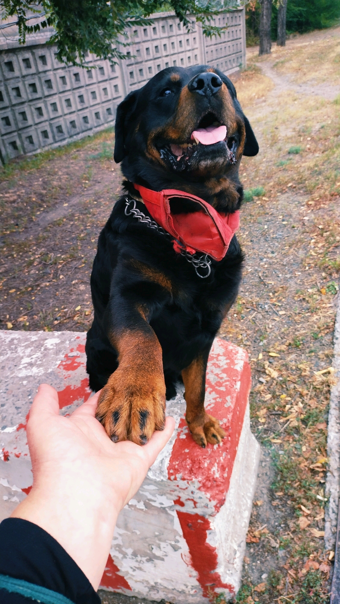 A Rottweiler dog with a red bandana sits on a concrete block painted with red and white stripes. The dog is looking up with its mouth open and tongue out. Its right paw is extended, resting on a person's open hand. The background shows a concrete wall with a patterned texture, trees, and fallen leaves on the ground. The scene appears to be in an outdoor public space within the city of Horishni Plavni, Ukraine.