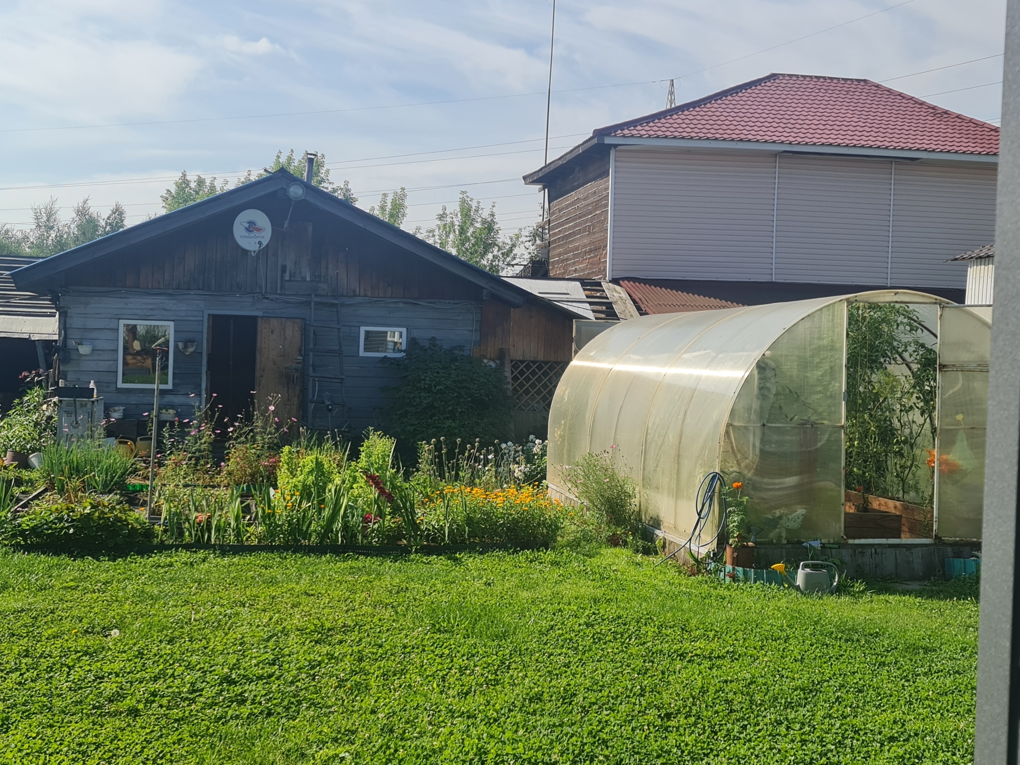 In a sunlit yard in Angarsk, Russia, a weathered wooden shed stands to the left, its dark wood contrasting with a white-framed window. A satellite dish is mounted on its steeply pitched, dark-colored roof, and the front door is open, revealing a dark interior. A variety of plants, including tall green stalks and yellow and pink flowers, grow in front of the shed.
To the right, a large, translucent greenhouse dominates the middle ground, its curved structure filled with lush green foliage, likely vegetables. An open doorway in the greenhouse reveals wooden tiered planting beds inside. A grey watering can sits on the ground near the greenhouse, with a blue hose coiled beside it.
Behind the shed, a multi-story building with a red tiled roof and light-colored siding is visible. The yard is covered in a thick carpet of vibrant green grass. The sky above is blue with scattered white clouds, and power lines are strung across the scene. The overall impression is of a rural or suburban residential property with active gardening.