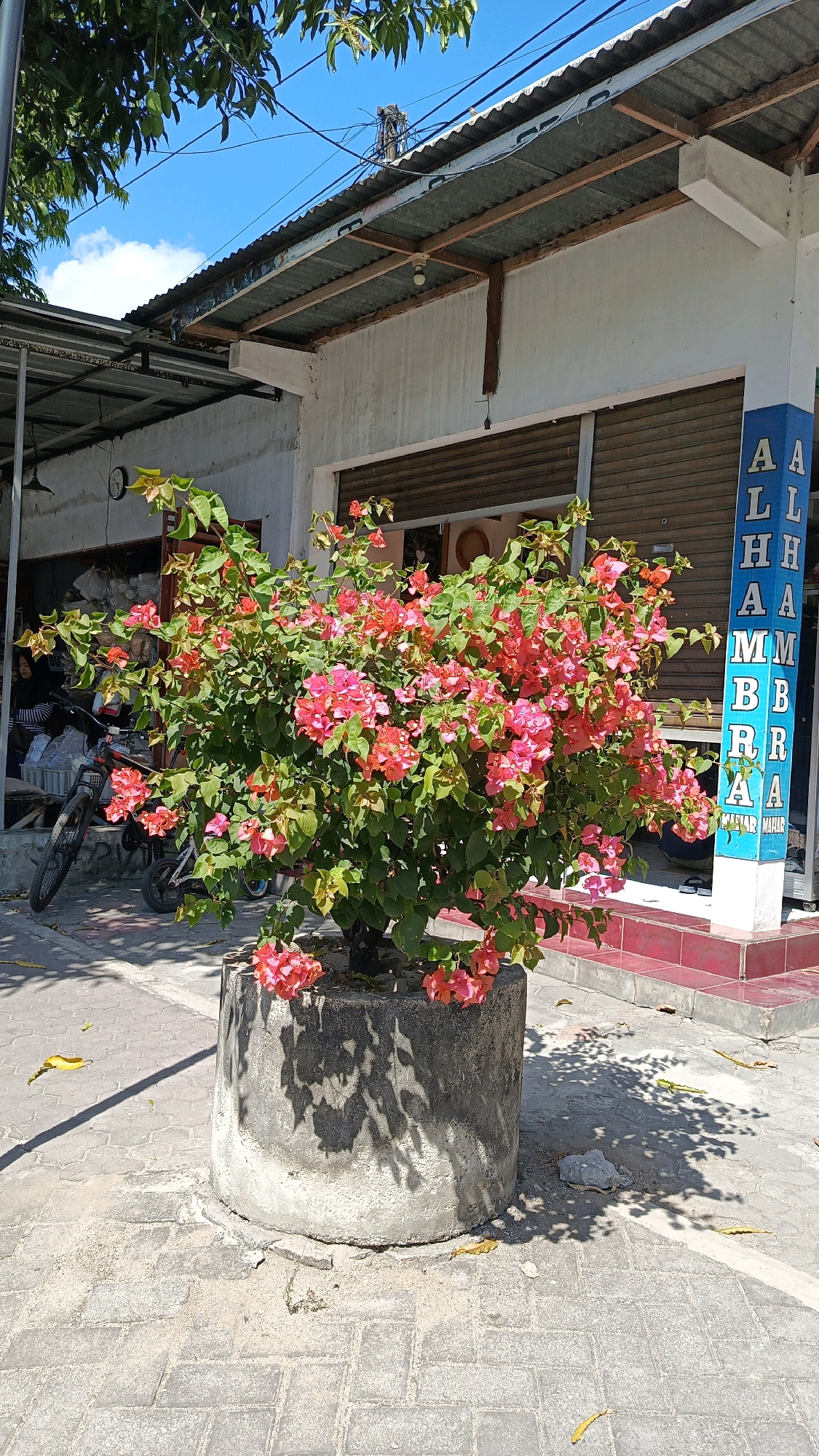 This image depicts a vibrant bougainvillea plant in a concrete pot situated on a paved sidewalk in Ronowijayan, Indonesia. The plant, full of bright pink and coral-colored flowers, is the central subject. Behind the plant, a building with a corrugated metal roof and a white facade is visible. A closed roller shutter door is part of the building's storefront. To the right, a blue pillar with white lettering spells out "ALHAMBRA". In the background, a bicycle is parked. The scene is outdoors, with sunlight casting shadows from the bougainvillea onto the pavement and the building. The sky above is blue with scattered clouds, and the leaves of a tree hang from the top left of the frame. The paving stones are gray and arranged in a hexagonal pattern.
