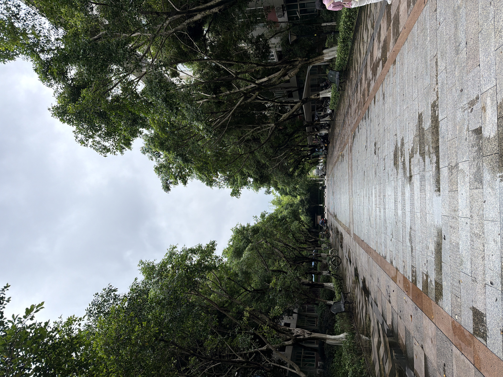 The image shows an outdoor scene along a paved pedestrian walkway in what appears to be a park or tree-lined area in Chongqing High-tech Zone, China. The walkway stretches into the distance, flanked on both sides by mature trees with dense green foliage that creates a canopy overhead.
The paving stones are rectangular and gray. There are wet patches and puddles on the walkway's surface, indicating it has recently rained. A reddish-brown strip runs down the center of the walkway. To the sides of the walkway, parked bicycles are visible along with buildings with windows and air conditioning units, partially obscured by the trees.
A few people are visible in the far distance along the walkway. The sky is overcast and gray.