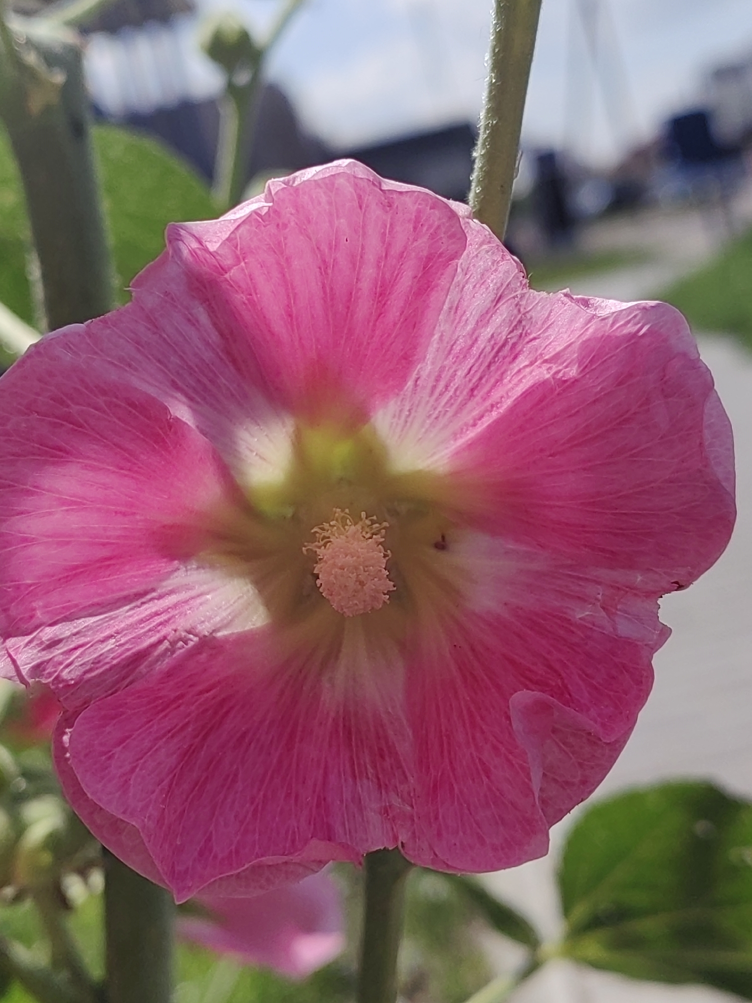 This is a close-up, vertical, eye-level, outdoor shot of a vibrant pink hollyhock flower in full bloom. The flower's petals are a rich pink, with lighter, almost white veins radiating from the center. The center of the flower features a cluster of pale yellow stamens. The background is softly blurred, suggesting an outdoor environment with hints of greenery and a pale blue sky with some structures that could be a fence or buildings. The focus is entirely on the flower, highlighting its delicate texture and bright color. The image does not provide enough information to pinpoint a specific location within the city of Hrodna, Belarus.