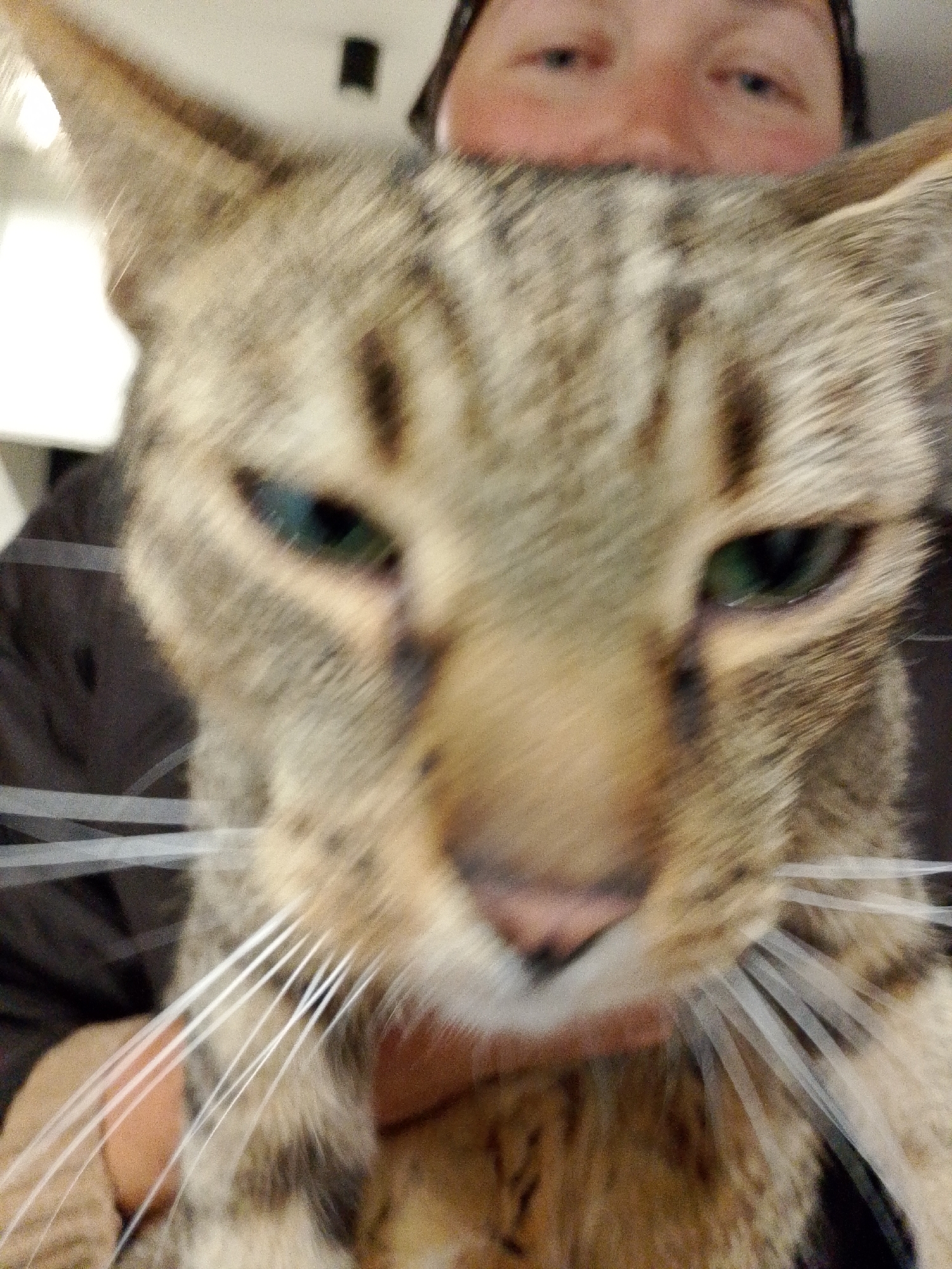 The image is a close-up, blurry, headshot of a tabby cat being held by a person. The cat's face is in the foreground, with its eyes open and looking directly at the camera. The person's face is partially visible behind the cat, with their eyes also looking at the camera. The setting appears to be indoors, with a plain background. There is no information in the image that indicates the location in the city of Wrocław, Poland.