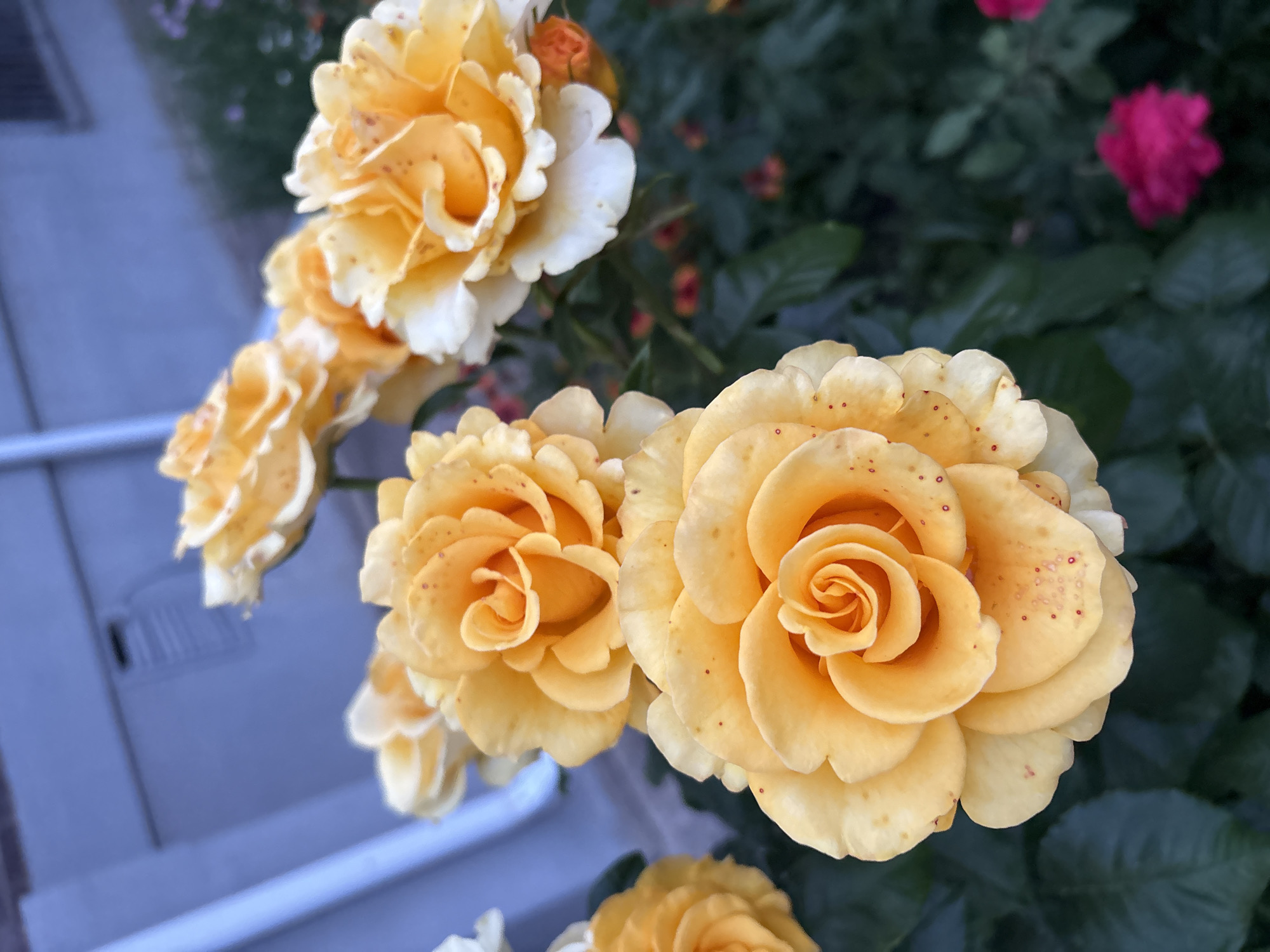 The image features a cluster of yellow roses in full bloom, set against a backdrop of dark green foliage. The roses exhibit a rich, creamy yellow hue, with some petals displaying subtle reddish-brown speckles. The petals are intricately layered, creating a delicate and detailed texture. In the upper right corner, a blurred pink rose adds a contrasting splash of color to the scene.
The foreground is dominated by the vibrant yellow roses, with the closest bloom taking center stage, its spiral center clearly visible. To its left, another rose is partially visible, its petals unfolding. In the background, out of focus, are more roses and greenery, suggesting a garden setting. To the left of the frame, a blurry, pale blue surface with white lines can be seen, possibly indicating a fence or railing.
The lighting suggests it is daytime, with soft light illuminating the flowers. The overall mood is peaceful and serene, highlighting the natural beauty of the roses. There is no visible text in the image. The location context is Mikhaylovsk, Russia.