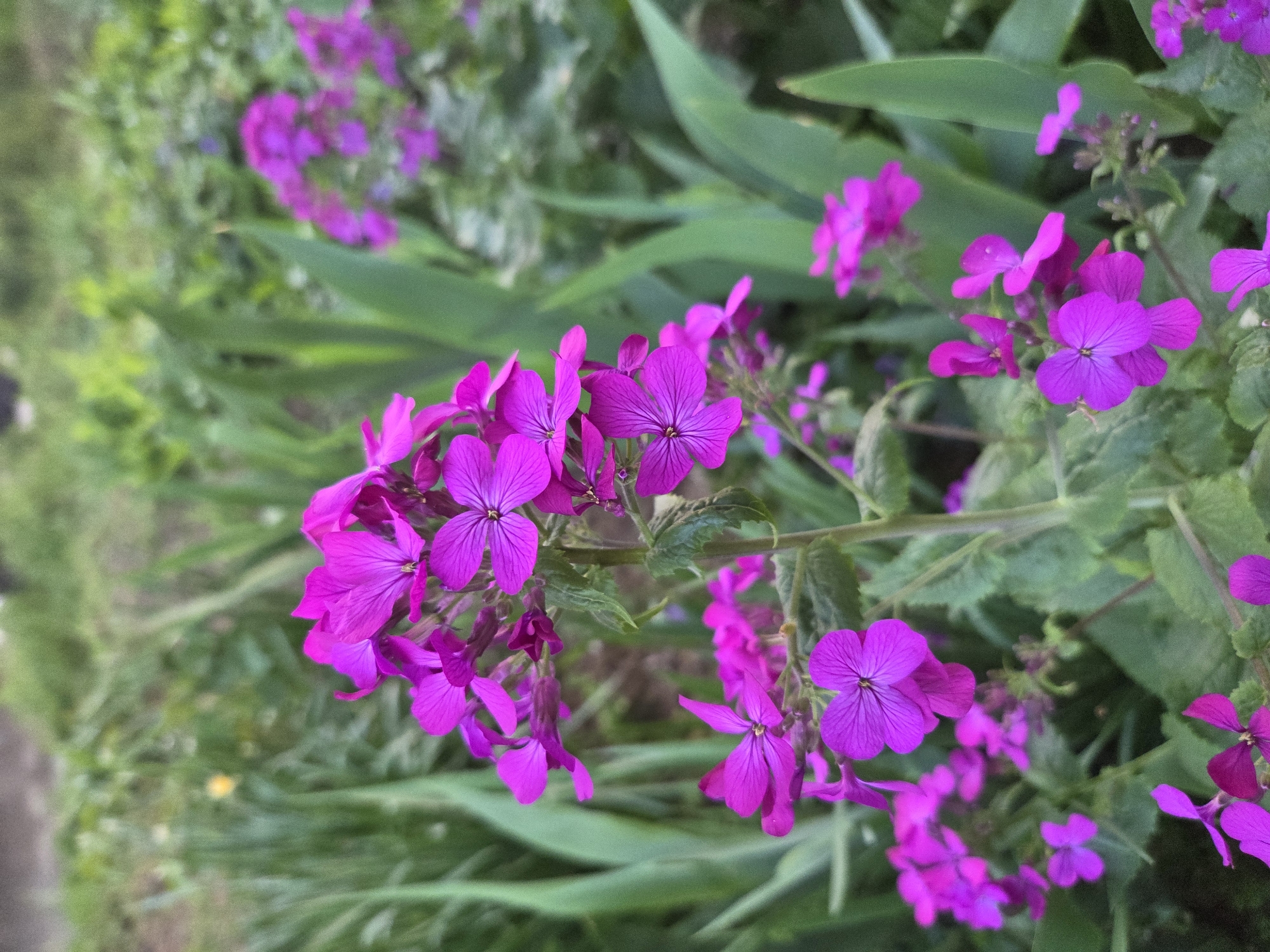 The image captures a vibrant display of numerous magenta or fuchsia-colored flowers, likely Lunaria (Honesty) or a similar species with four petals. The flowers are arranged on various stems, with a cluster prominent in the foreground, slightly to the left of the center. Other blooms are scattered throughout the frame, both in focus and softly blurred in the background.
The dominant color in the scene is the striking purple of the flowers, contrasted with a lush green backdrop of leaves and foliage. Some leaves are clearly visible and in focus, particularly those directly supporting the flower clusters, while others form a soft, out-of-focus background, suggesting a shallow depth of field. The lighting appears natural and bright, indicating daytime. The scene suggests an outdoor setting, likely a garden or a natural growth area. There are no people, animals, or visible text in the image. The overall impression is one of natural beauty and blooming life.