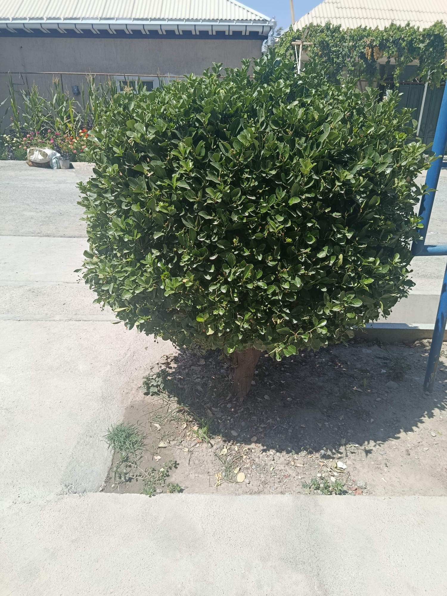 In Yoshlarobod, Uzbekistan, a well-maintained, spherical green bush stands prominently in the foreground, its dense foliage casting a shadow on the dry, gravelly ground. To the left, a section of light gray concrete pavement is visible, extending to the edge of the frame. In the background, a building with a white, corrugated metal roof is partially visible, with corn stalks and a small flower garden situated near its base. A blue metal pole and frame are present on the right side of the image, bordering the bush and the surrounding area. The scene suggests a residential or communal outdoor space, possibly a courtyard or garden.