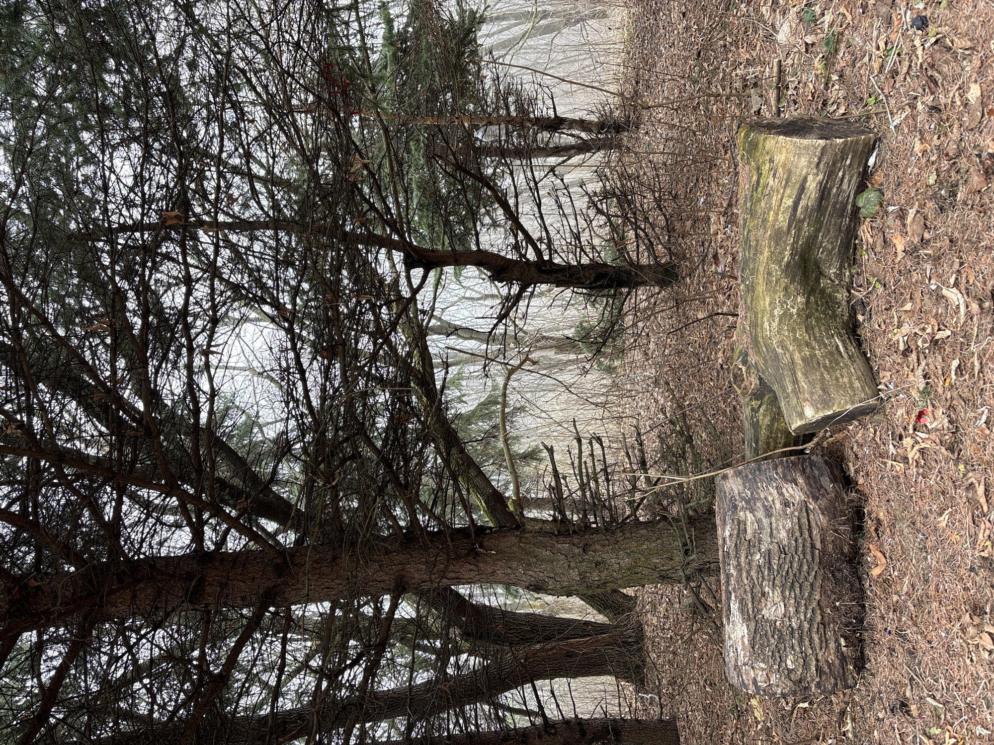 The image depicts a wooded area with two tree stumps in the foreground. The ground is covered in dry leaves and twigs. Behind the stumps are trees, some with dense foliage and others with bare branches. The sky is overcast. The specific location within the city of Ulyanovsk, Russia, is not discernible from the image. No people, actions, or interactions are visible.